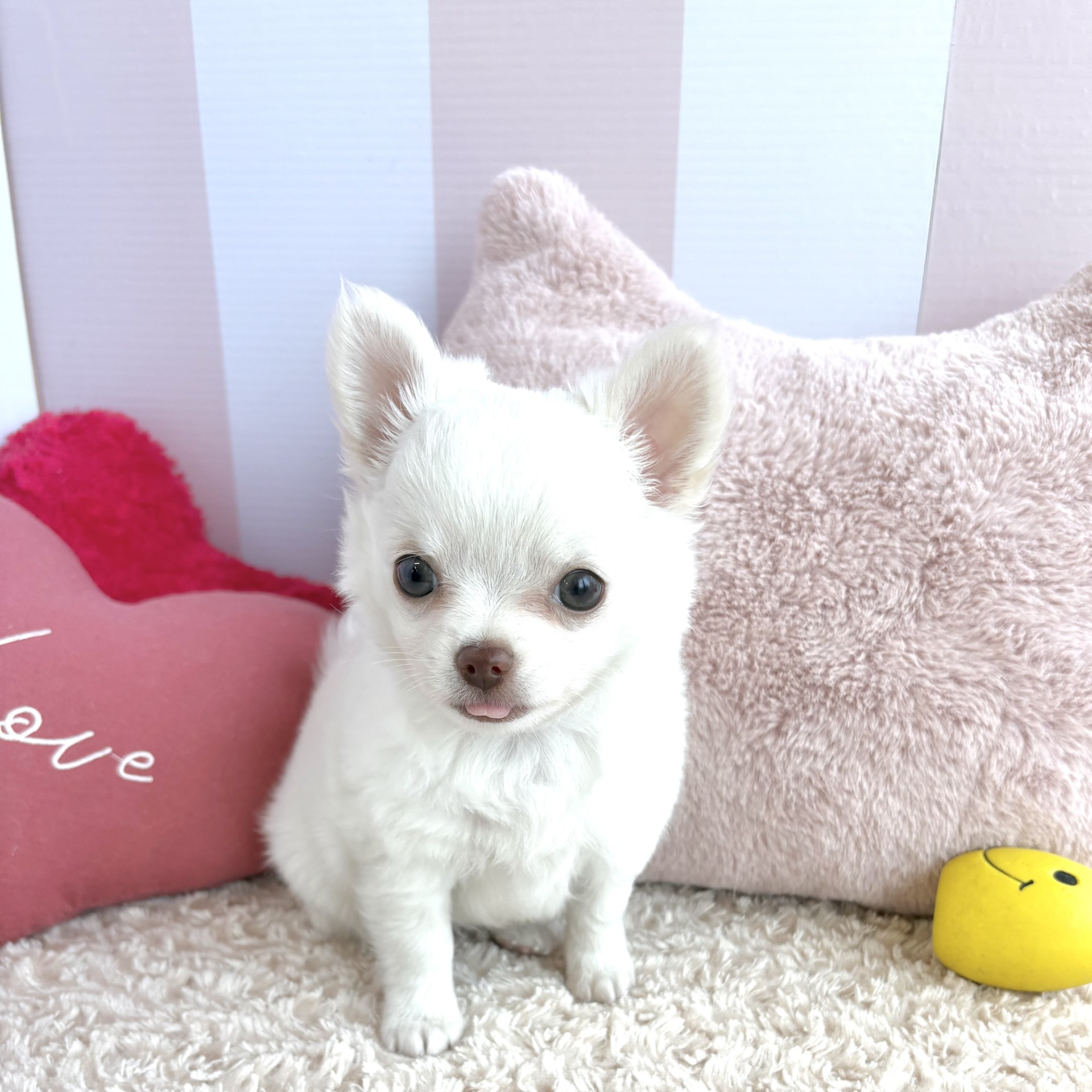 岡山県のチワワ(ロング) (犬の家＆猫の里倉敷中庄店/2026年3月29日生まれ/女の子/クリーム)の子犬の4枚目の画像