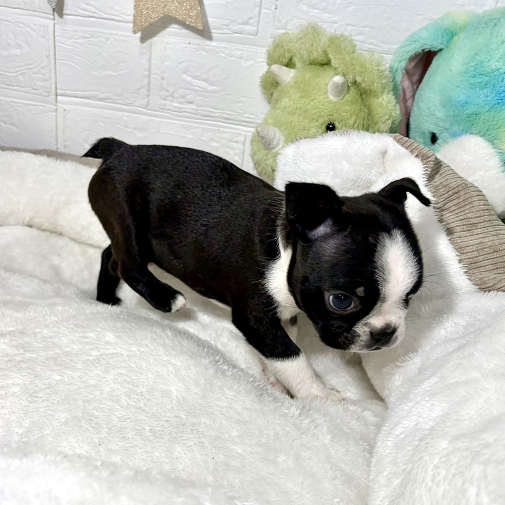 兵庫県のボストンテリア (犬の家＆猫の里ニッケパークタウン加古川店/2026年3月26日生まれ/男の子/ボストンカラー)の子犬の4枚目の画像