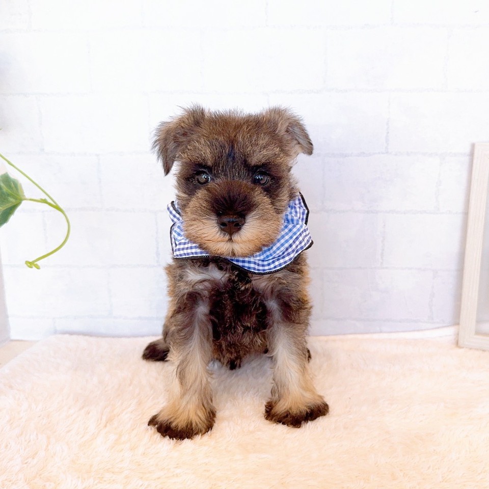 石川県のミニチュアシュナウザー (犬の家＆猫の里金沢店/2026年3月27日生まれ/男の子/ソルトペッパー)の子犬の4枚目の画像