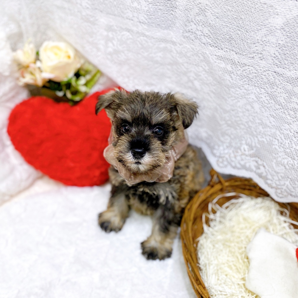滋賀県のミニチュアシュナウザー (犬の家＆猫の里長浜店/2026年3月27日生まれ/女の子/ソルトペッパー)の子犬の4枚目の画像