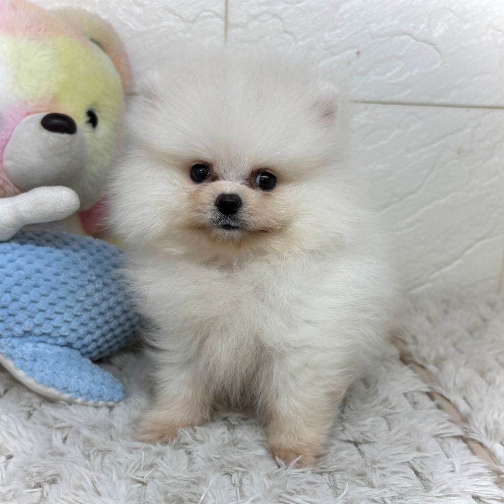 兵庫県のポメラニアン (犬の家＆猫の里ゆめタウン姫路店/2026年3月23日生まれ/女の子/クリーム)の子犬の4枚目の画像