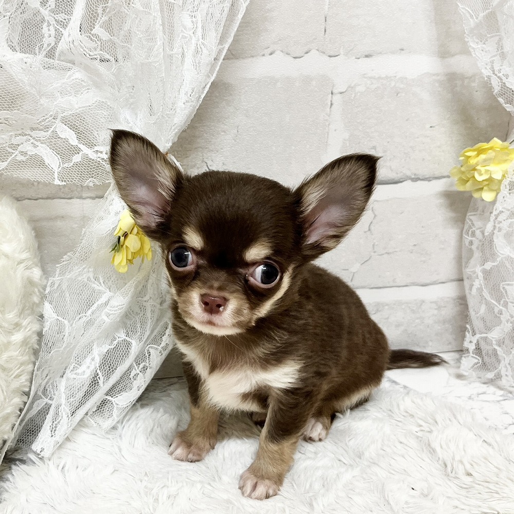 京都府のチワワ(ロング) (犬の家＆猫の里京都精華店/2026年3月24日生まれ/男の子/チョコレートタン)の子犬の4枚目の画像