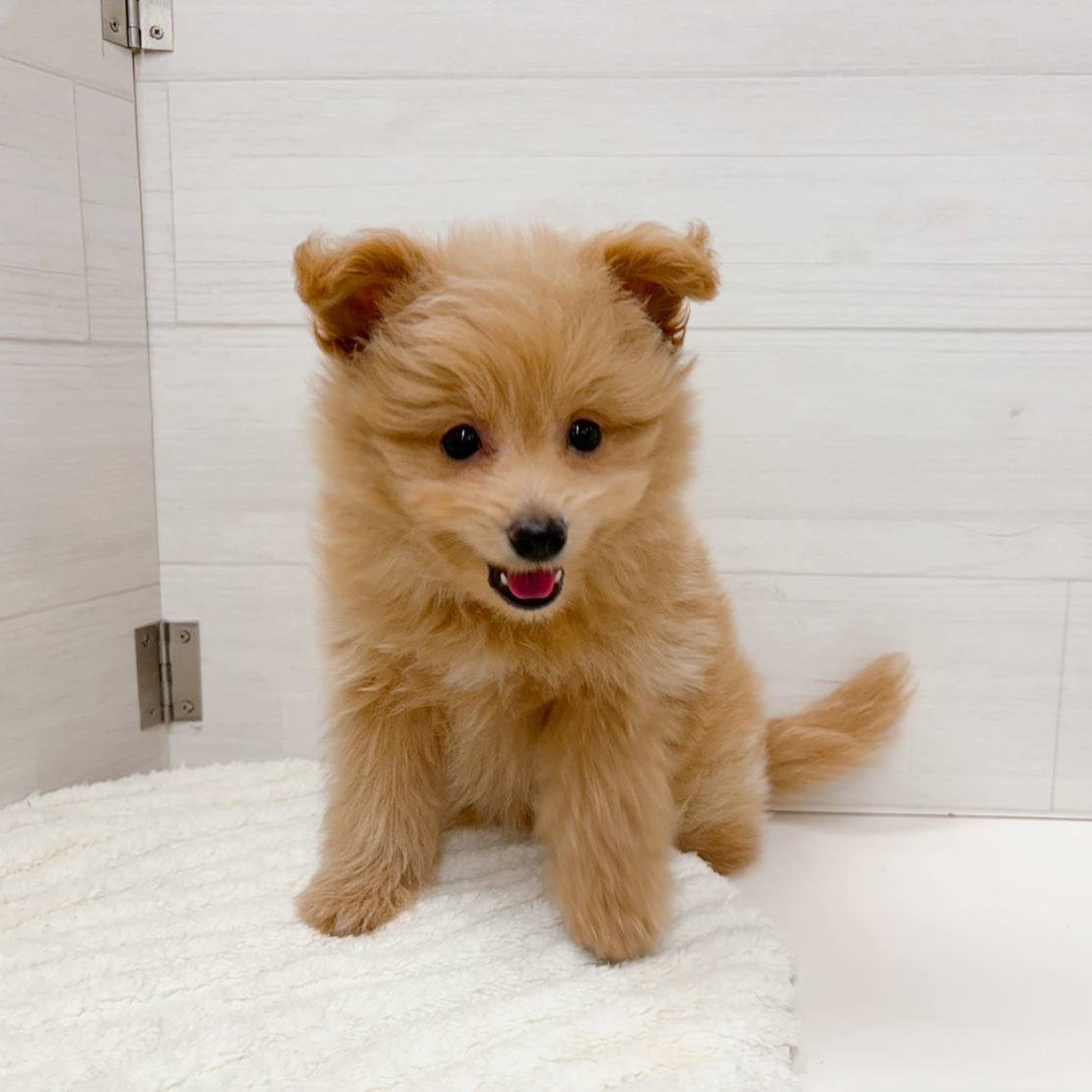 石川県のポメプー(ポメラニアン×プードル) (犬の家＆猫の里アミーゴ金沢おこばた店/2026年3月27日生まれ/男の子/アプリコット)の子犬の4枚目の画像