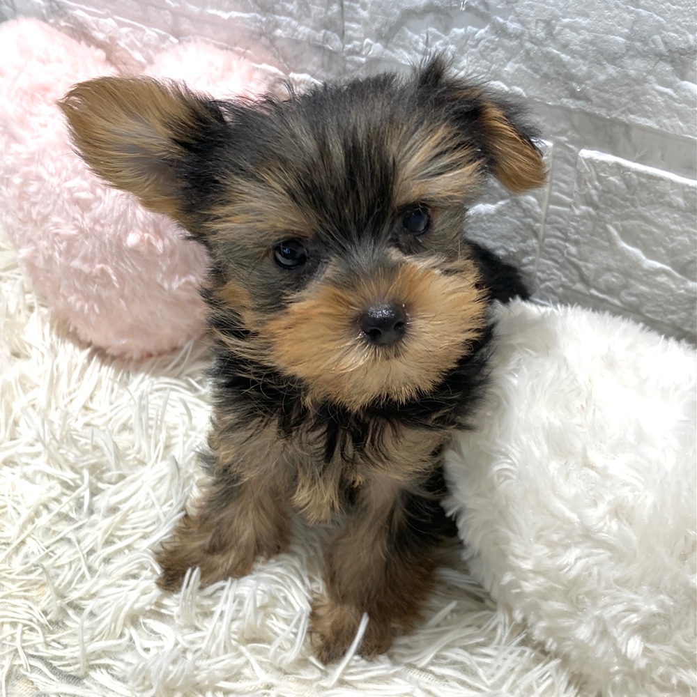 愛知県のヨークシャーテリア (犬の家＆猫の里MiO香久山店/2026年3月28日生まれ/女の子/スチールブルータン)の子犬の4枚目の画像