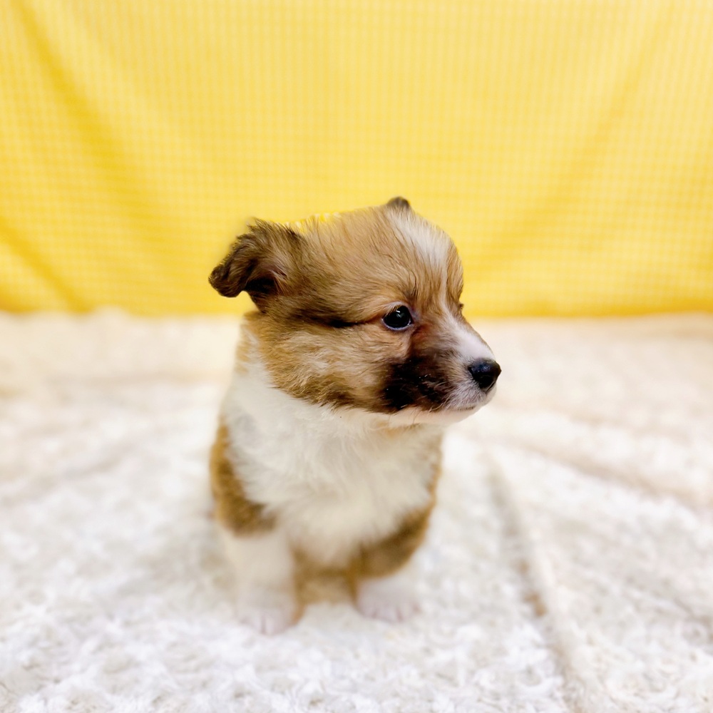 愛知県のハーフ犬・ミックス犬 (犬の家＆猫の里一宮店/2026年3月29日生まれ/男の子/セーブルホワイト)の子犬の4枚目の画像