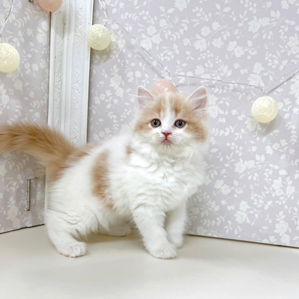 富山県のラガマフィン (犬の家＆猫の里アミーゴ高岡蓮花寺店/2026年3月27日生まれ/女の子/クリームタビーホワイト)の子猫の4枚目の画像