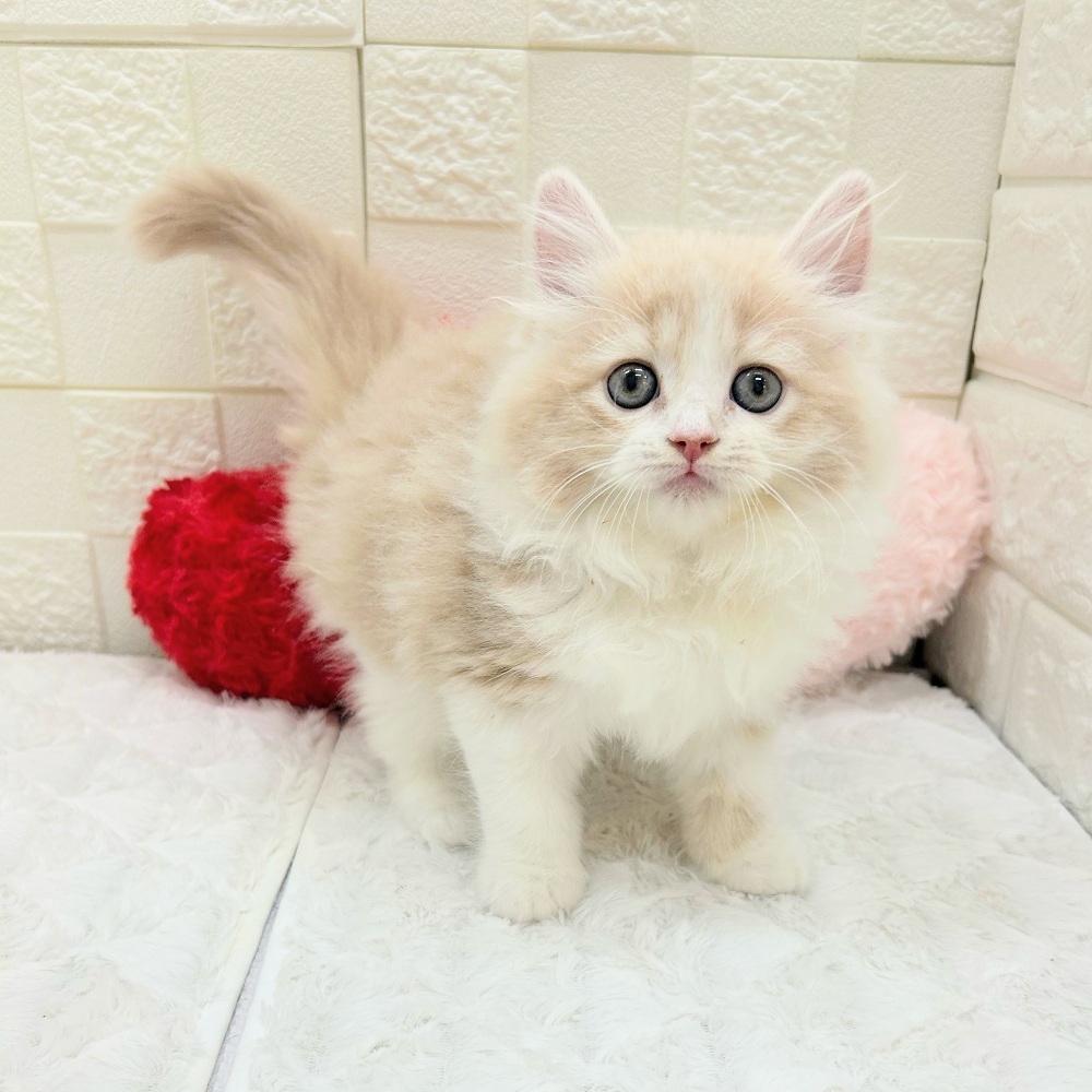 愛知県のラガマフィン (犬の家＆猫の里アミーゴ神の倉店/2026年3月27日生まれ/男の子/クリームタビーホワイト)の子猫の4枚目の画像