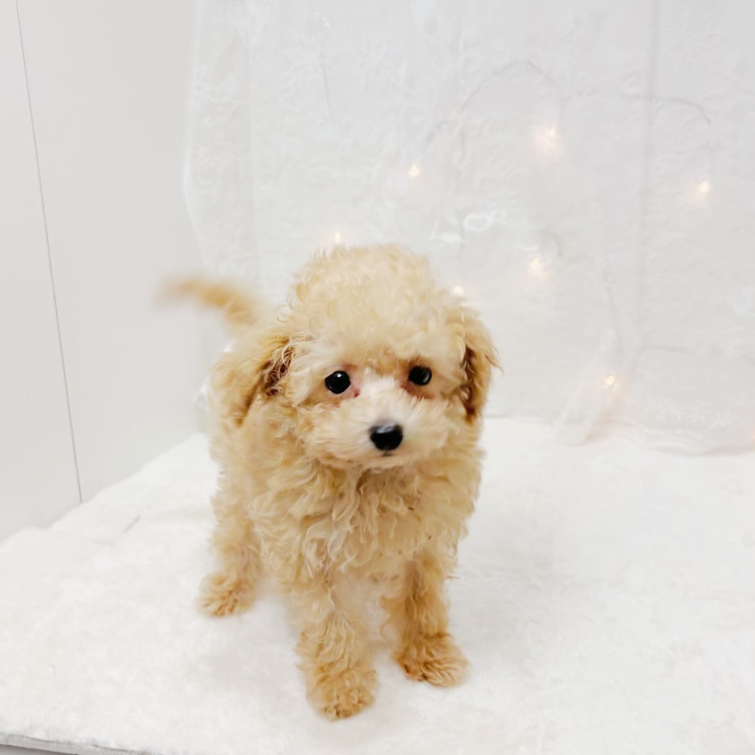 千葉県のトイプードル(トイ) (犬の家＆猫の里BIGHOPガーデンモール印西店/2026年3月29日生まれ/男の子/オレンジフォーン)の子犬の4枚目の画像