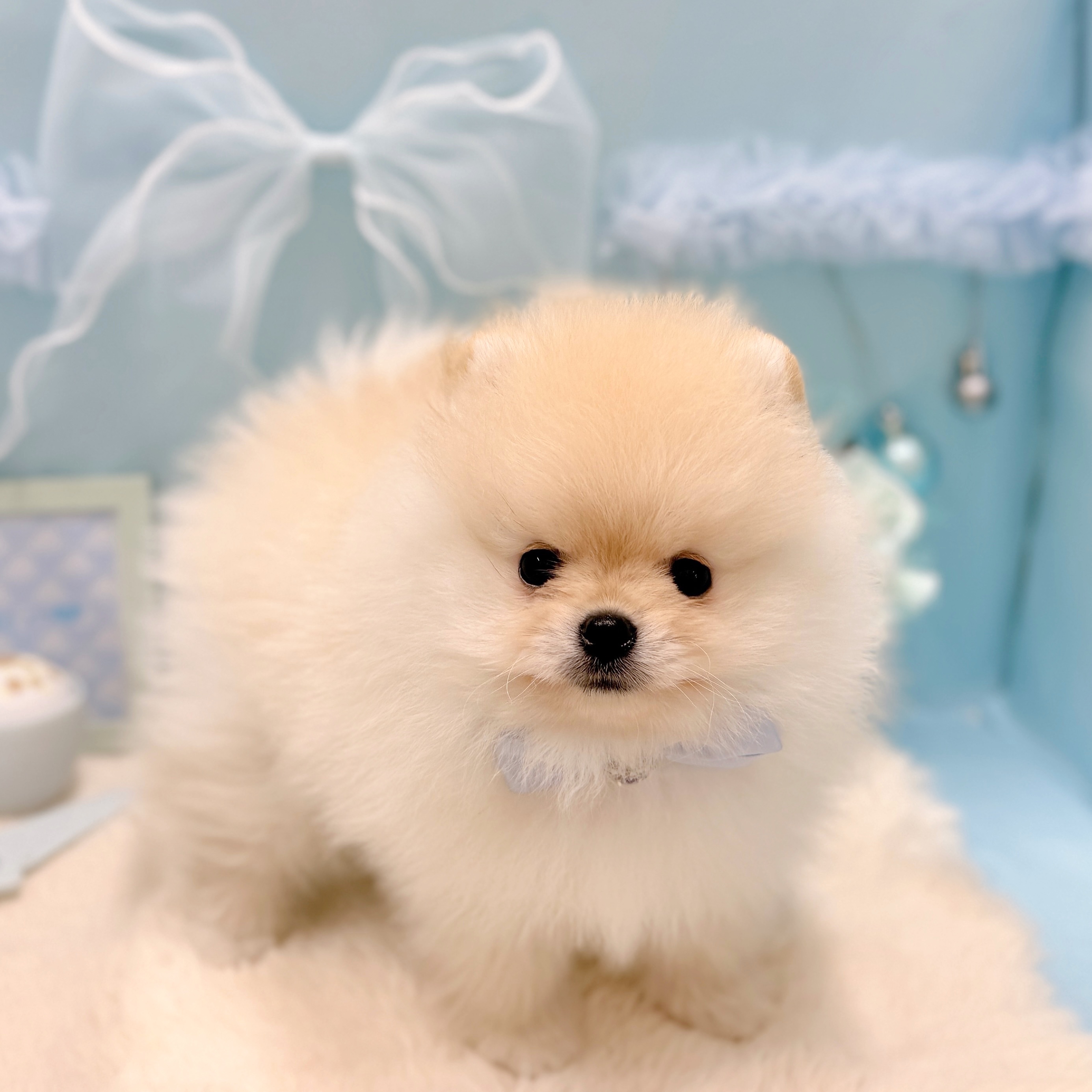 福井県のポメラニアン (犬の家＆猫の里アミーゴ福井大和田店/2026年3月28日生まれ/男の子/クリーム)の子犬の4枚目の画像