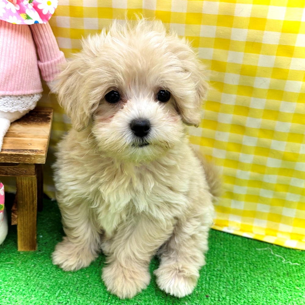 愛知県のマルプー(マルチーズ×プードル) (犬の家＆猫の里名古屋天白店/2026年3月29日生まれ/女の子/クリーム)の子犬の4枚目の画像