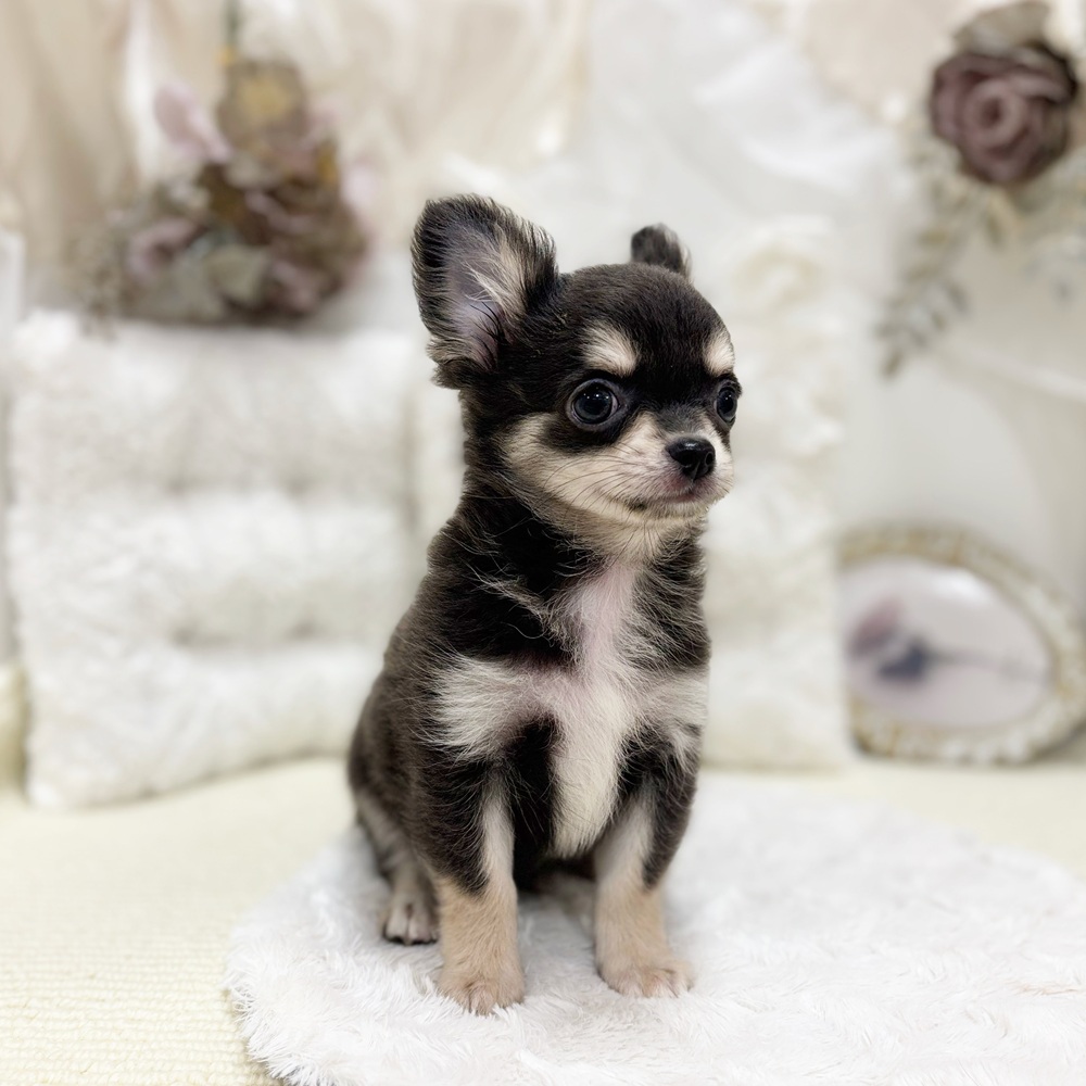 岐阜県のチワワ(ロング) (犬の家＆猫の里カラフルタウン岐阜店/2026年3月30日生まれ/男の子/ブルータン)の子犬の4枚目の画像