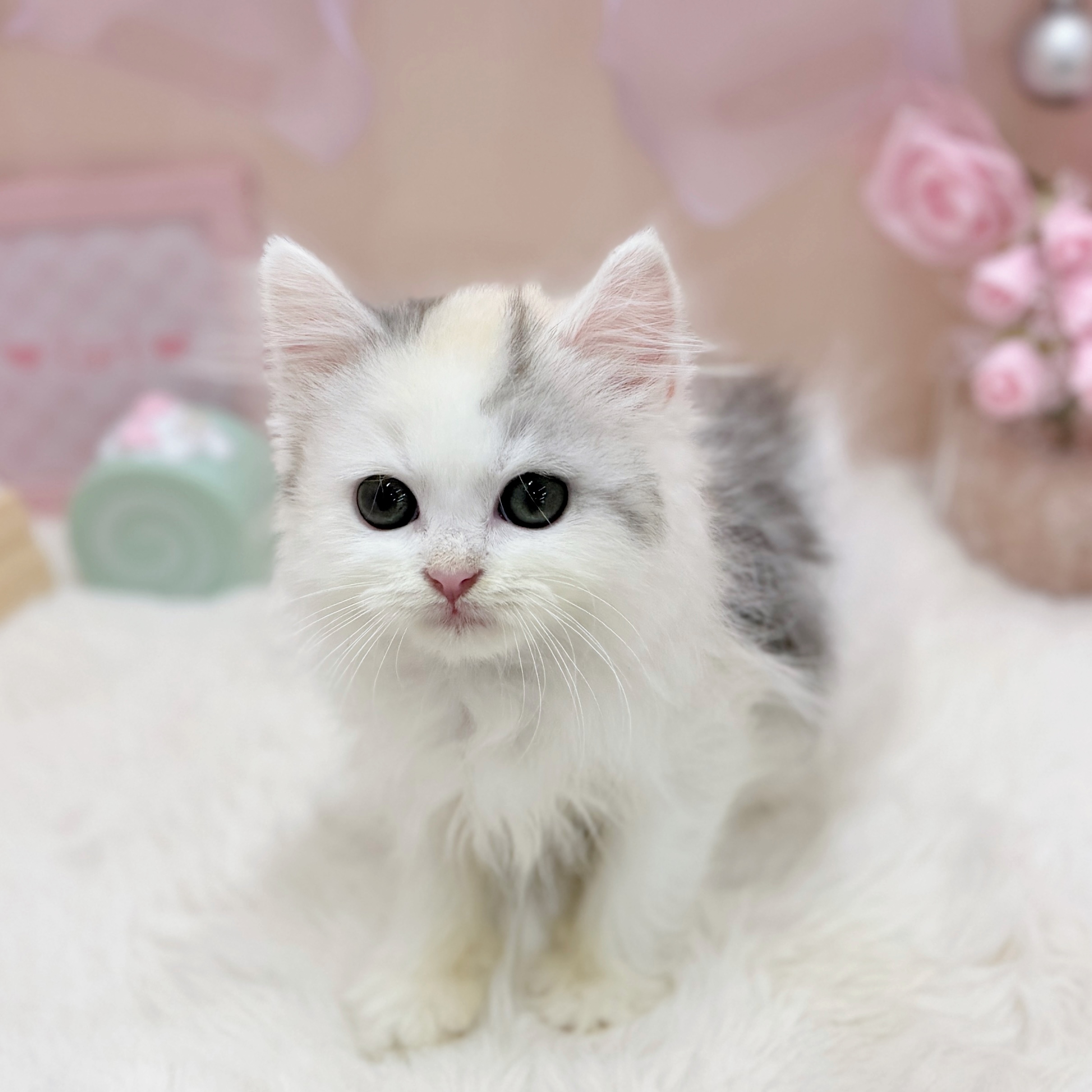 福井県のラガマフィン (犬の家＆猫の里アミーゴ福井大和田店/2026年3月26日生まれ/女の子/ブルーパッチドタビーホワイト)の子猫の4枚目の画像