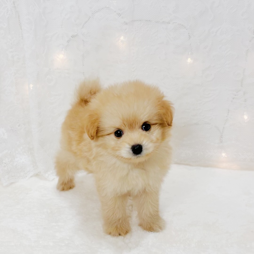 千葉県のポメプー(ポメラニアン×プードル) (犬の家＆猫の里BIGHOPガーデンモール印西店/2026年3月29日生まれ/男の子/アプリコット)の子犬の4枚目の画像