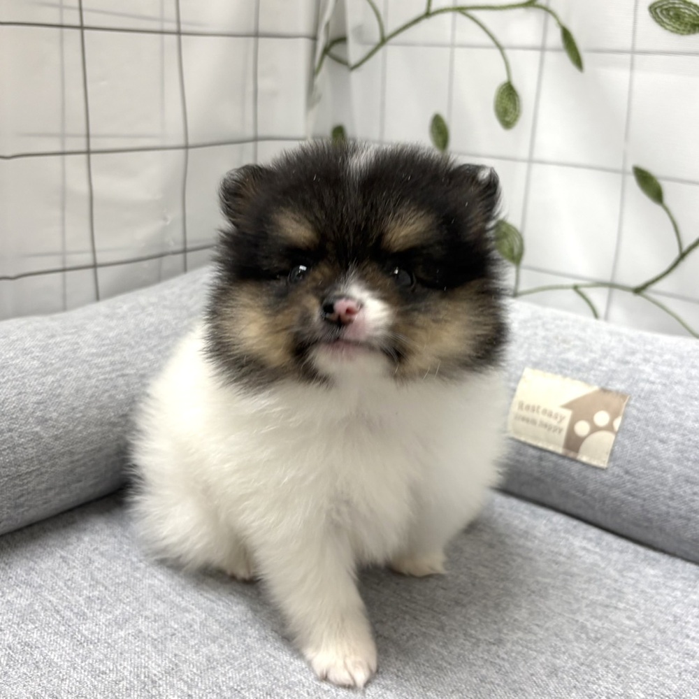 長野県のポメラニアン (犬の家＆猫の里塩尻店/2026年3月30日生まれ/男の子/ブラックタンホワイト)の子犬の4枚目の画像