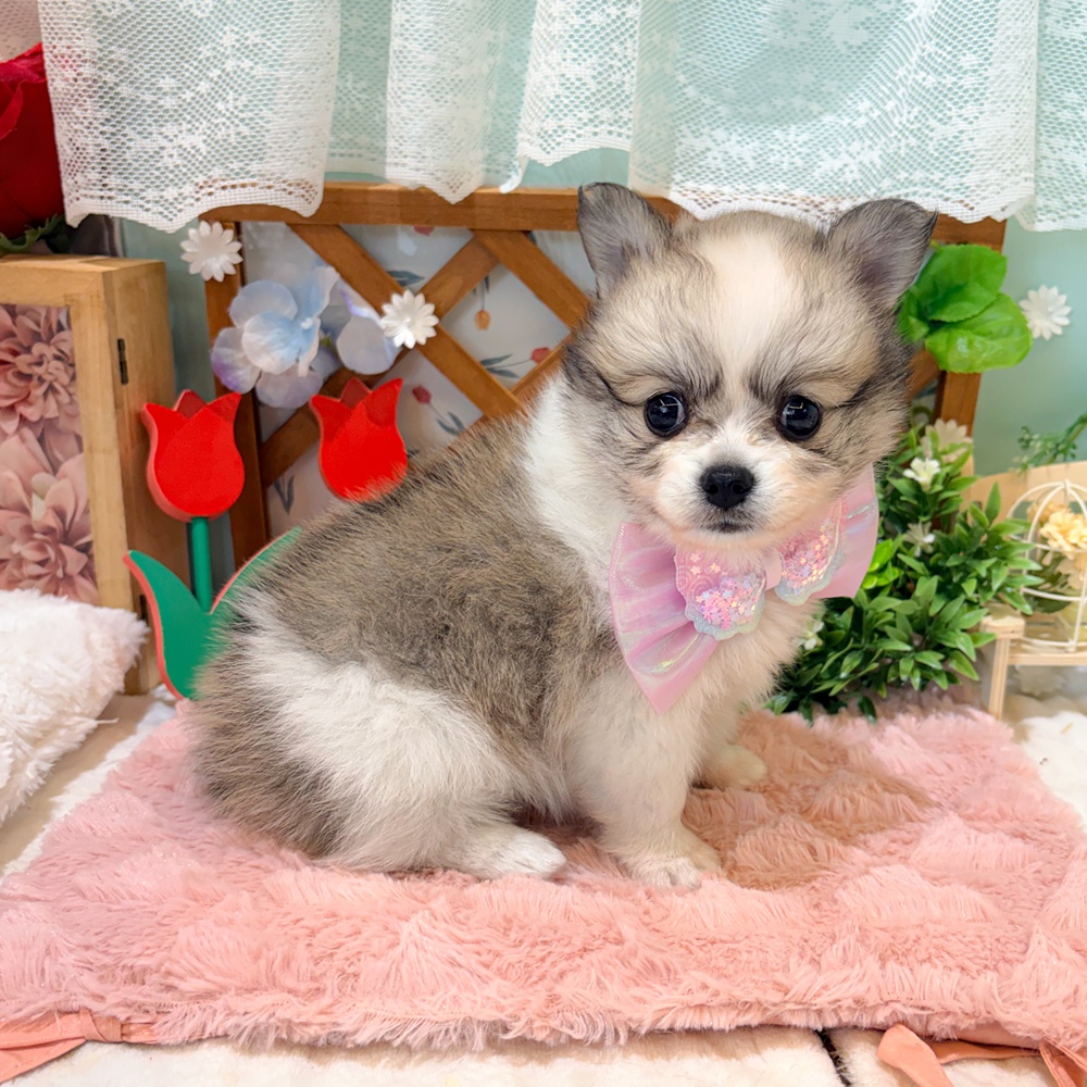 静岡県のポメチワ/チワポメ/ポメチー(ポメラニアン×チワワ) (犬の家＆猫の里富士店/2026年3月28日生まれ/女の子/パーティーカラー)の子犬の4枚目の画像