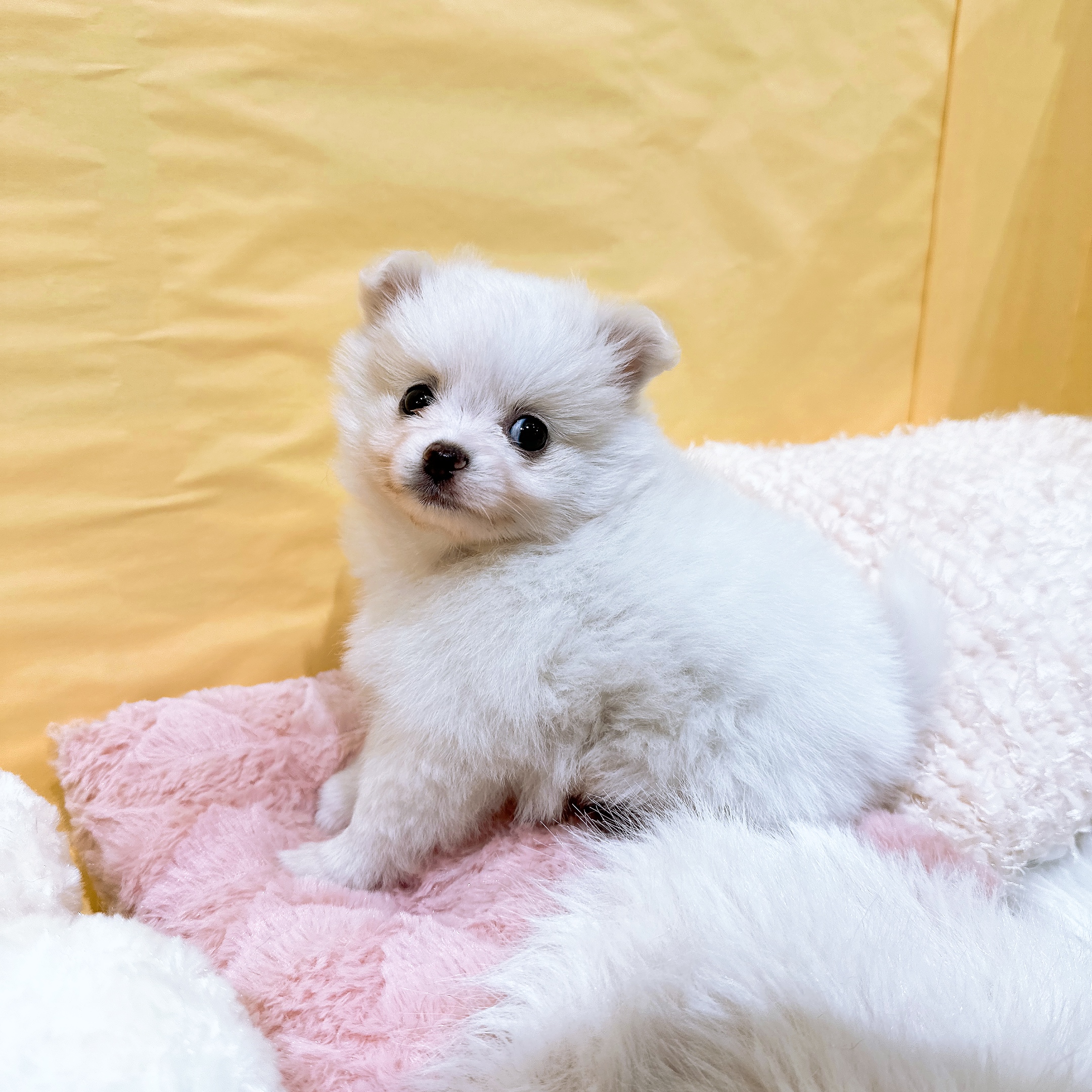 神奈川県のポメチワ/チワポメ/ポメチー(ポメラニアン×チワワ) (犬の家＆猫の里元住吉ブレーメン通り店/2026年3月28日生まれ/男の子/クリーム)の子犬の1枚目の画像