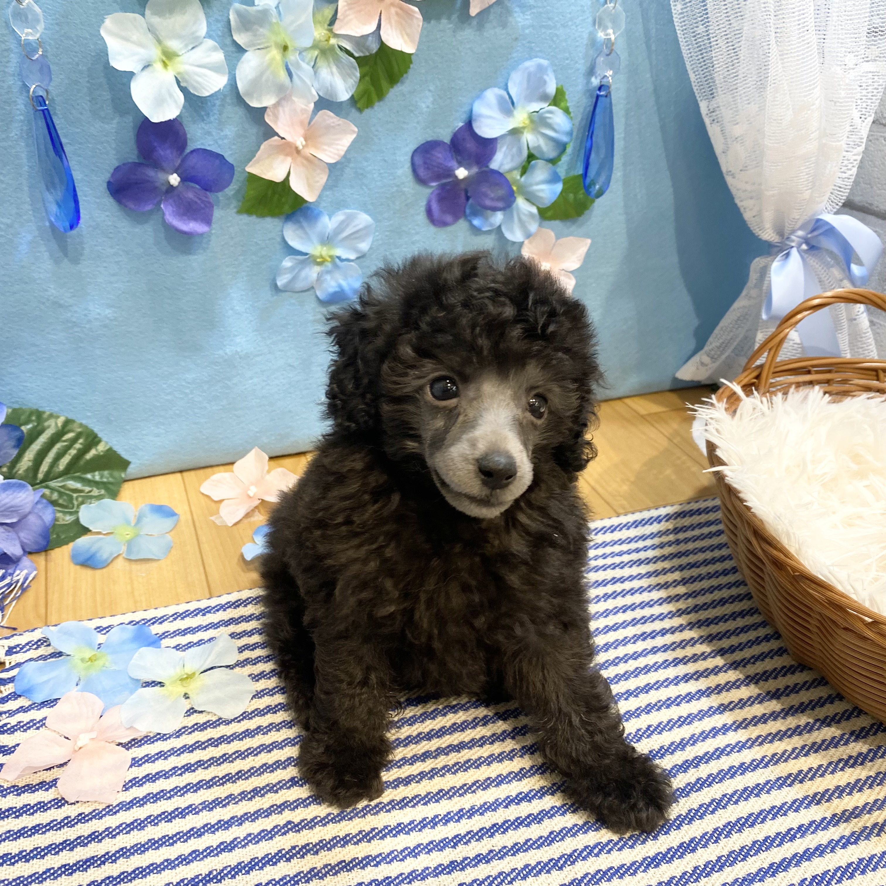 長野県のトイプードル(タイニー) (犬の家＆猫の里カインズ梓川店/2026年3月27日生まれ/女の子/グレー)の子犬の4枚目の画像