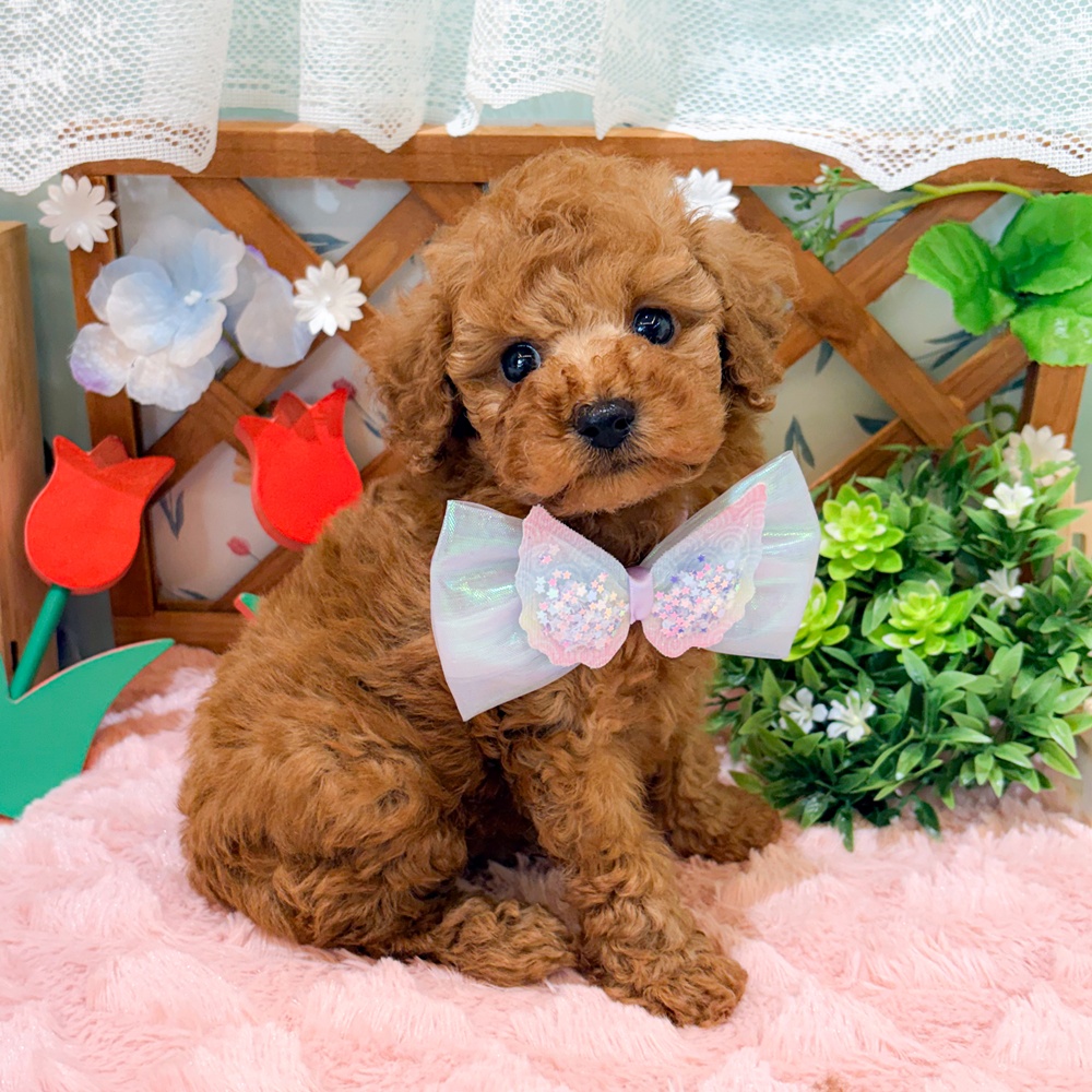 静岡県のトイプードル(トイ) (犬の家＆猫の里富士店/2026年3月30日生まれ/男の子/レッド)の子犬の4枚目の画像