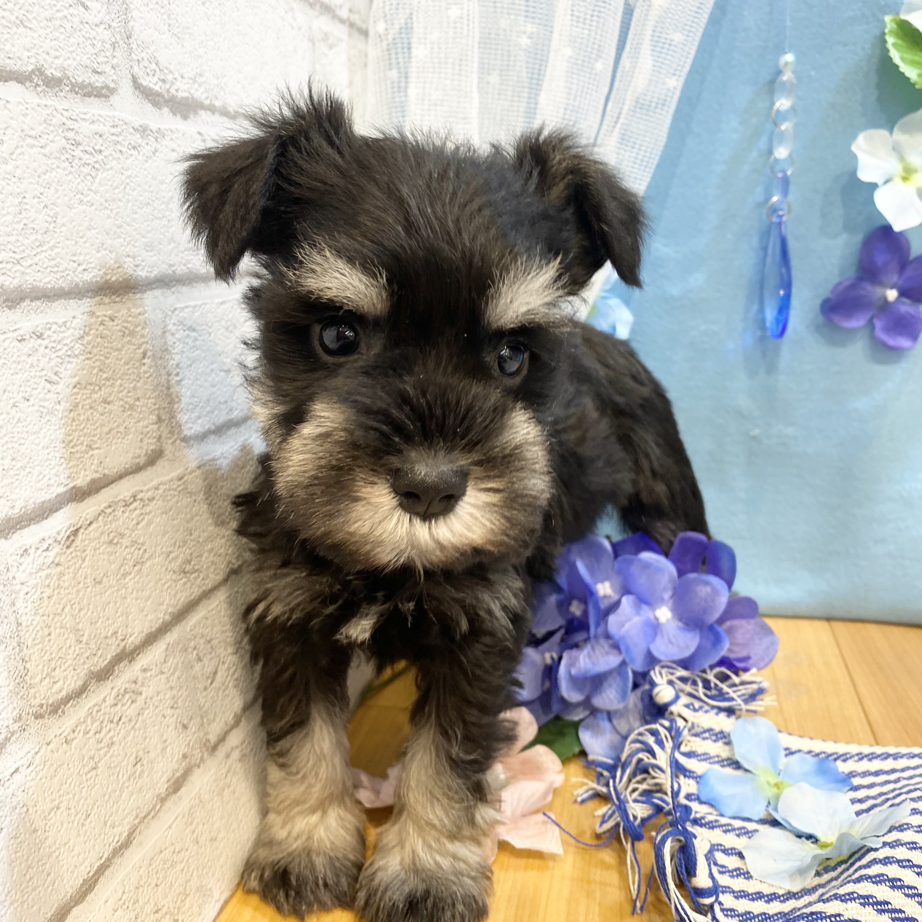 長野県のミニチュアシュナウザー (犬の家＆猫の里カインズ梓川店/2026年3月28日生まれ/男の子/ブラックシルバー)の子犬の4枚目の画像