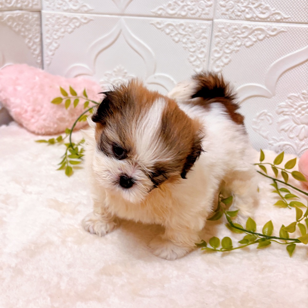 愛知県のシーズー (犬の家＆猫の里岡崎店/2026年3月30日生まれ/男の子/ホワイトゴールド)の子犬の4枚目の画像