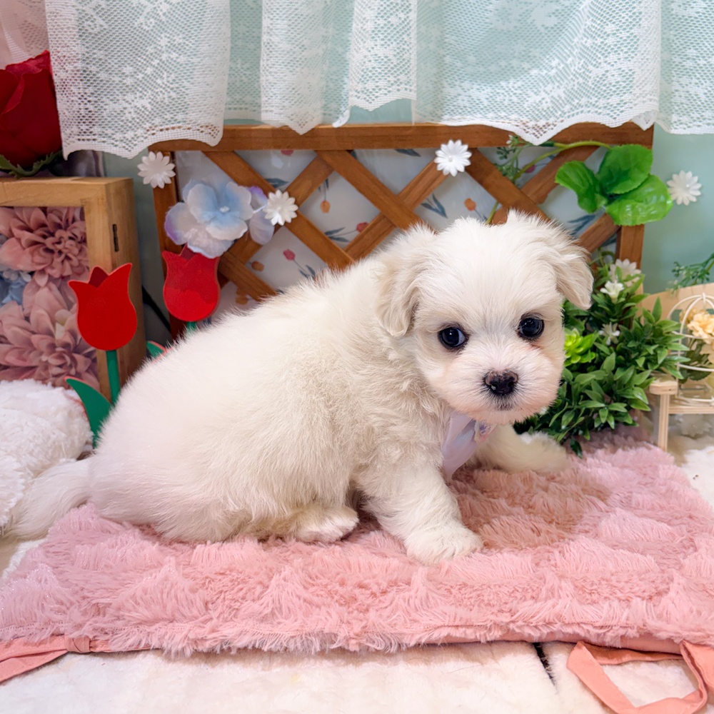 静岡県のマルチーズ (犬の家＆猫の里富士店/2026年3月29日生まれ/男の子/ホワイト)の子犬の4枚目の画像