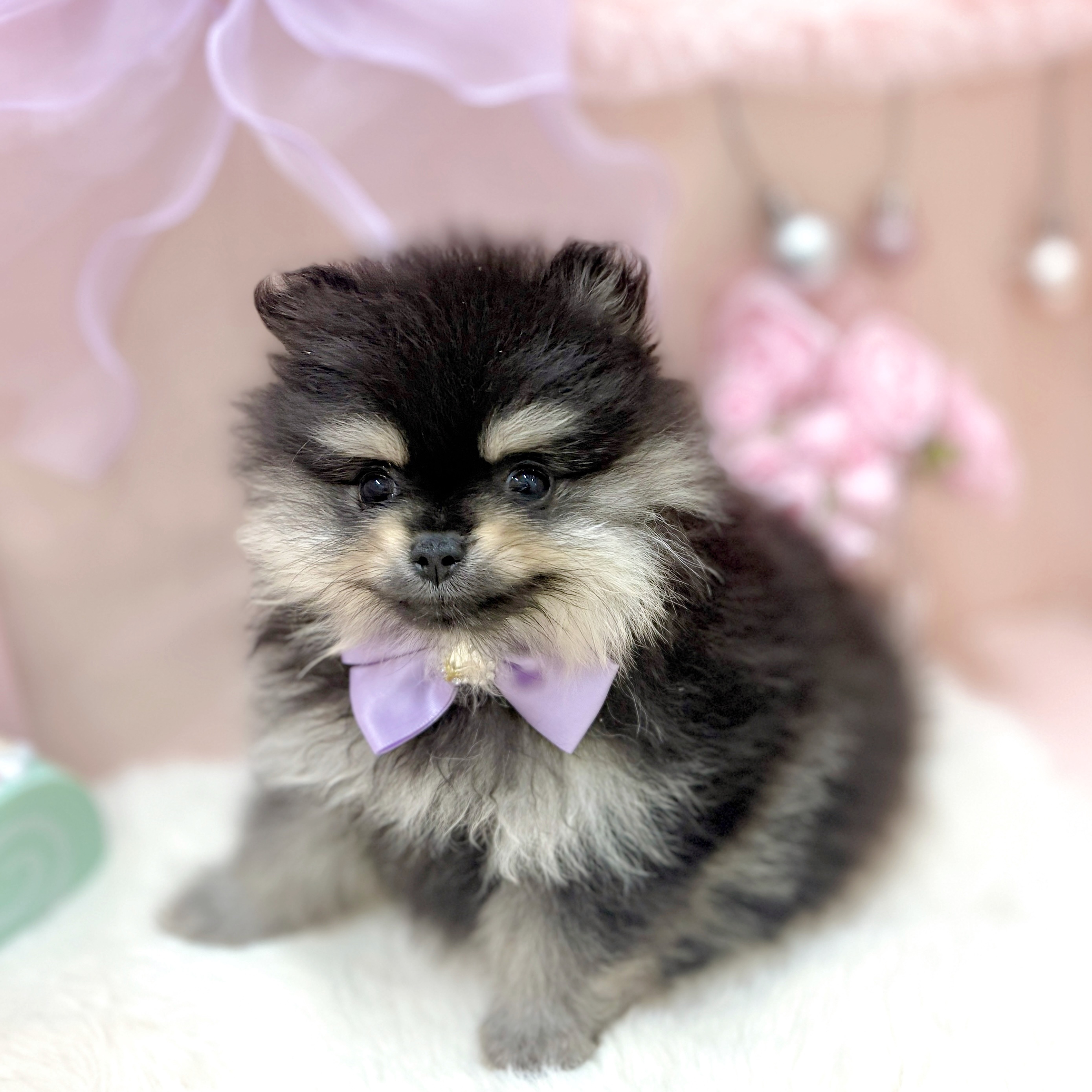 福井県のポメラニアン (犬の家＆猫の里アミーゴ福井大和田店/2026年3月30日生まれ/女の子/ブラックタン)の子犬の4枚目の画像