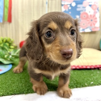 神奈川県のミニチュアダックスフンド(ロング) (犬の家＆猫の里小田原店/2026年3月31日生まれ/女の子/チョコレートタン)の子犬の4枚目の画像