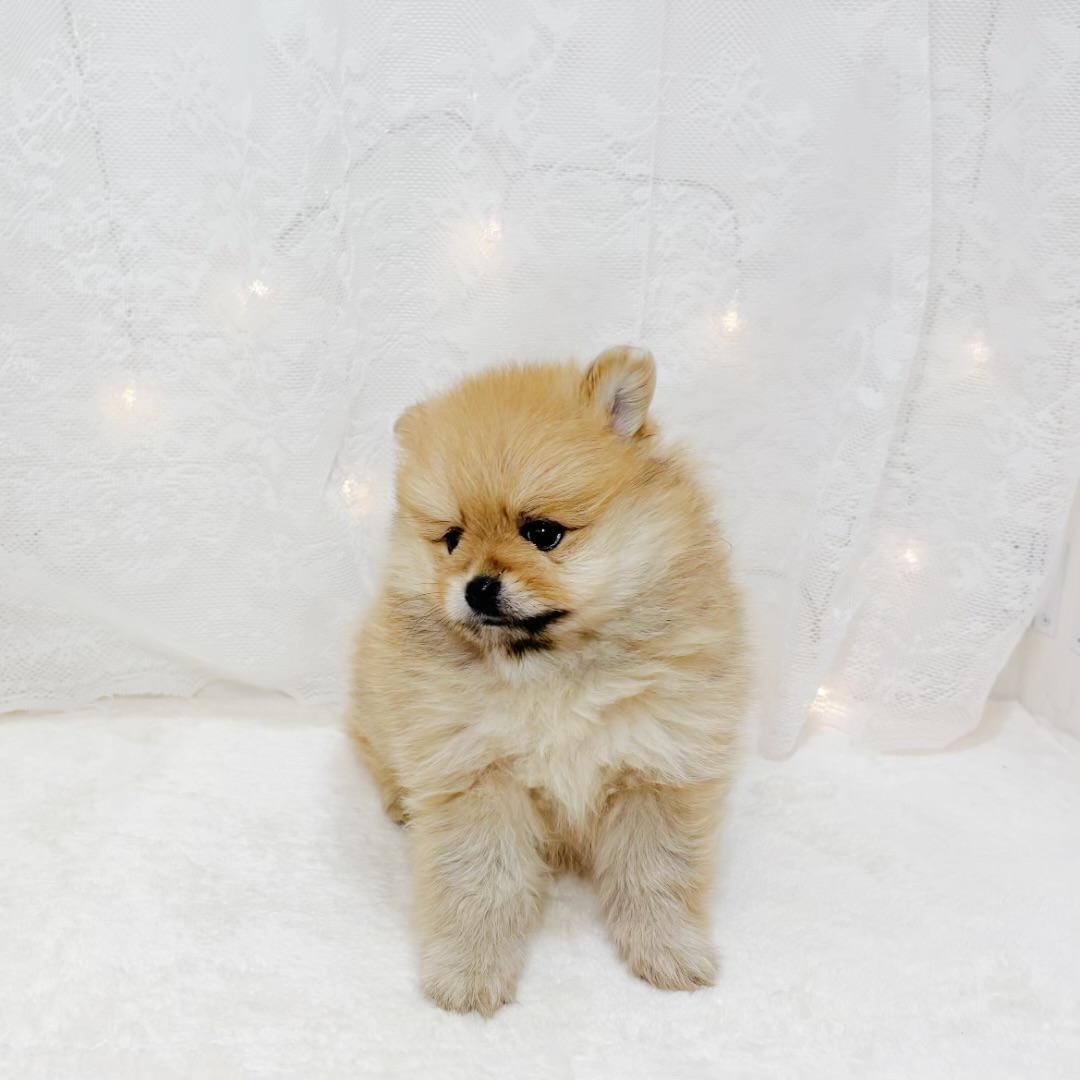 千葉県のポメラニアン (犬の家＆猫の里BIGHOPガーデンモール印西店/2026年3月30日生まれ/男の子/オレンジ)の子犬の4枚目の画像