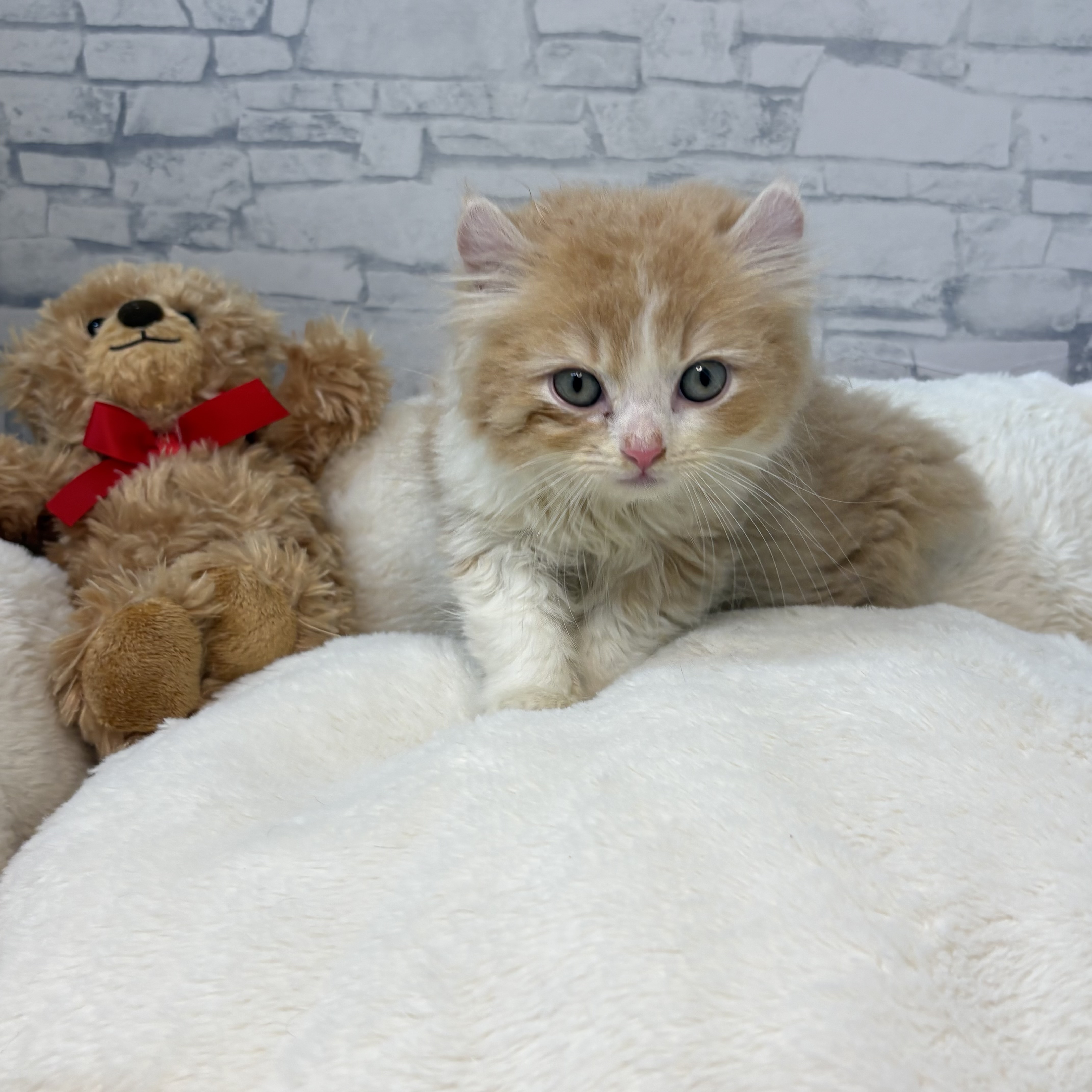 長野県のキンカロー (犬の家＆猫の里長野店/2026年3月25日生まれ/男の子/クリームホワイト)の子猫の4枚目の画像