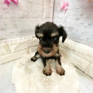 静岡県のミニチュアシュナウザー (犬の家＆猫の里プレ葉ウォーク浜北店/2026年3月28日生まれ/女の子/ブラックシルバー)の子犬の4枚目の画像