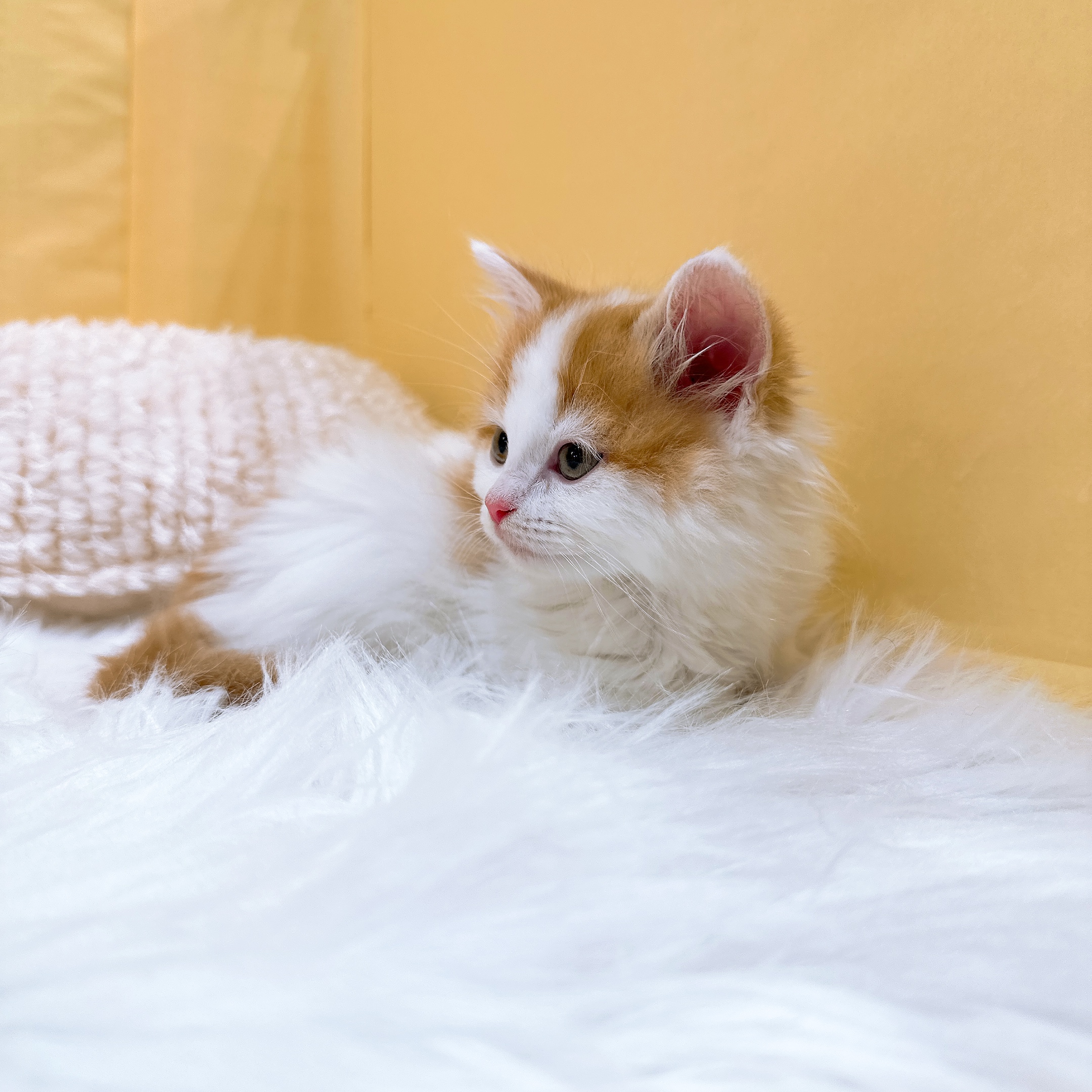 神奈川県のスコティッシュフォールド (犬の家＆猫の里元住吉ブレーメン通り店/2026年3月28日生まれ/男の子/レッドタビーホワイト)の子猫の4枚目の画像