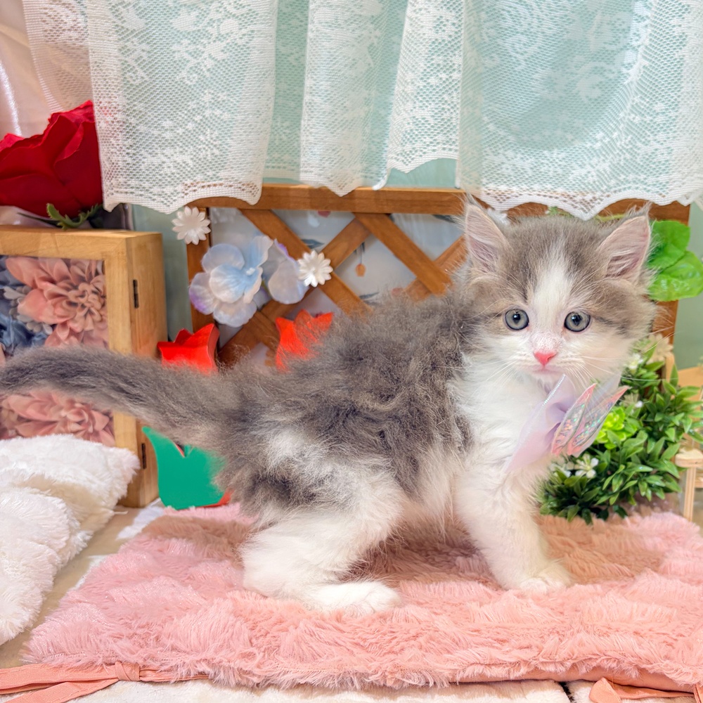 静岡県のサイベリアン (犬の家＆猫の里富士店/2026年3月27日生まれ/男の子/ブルータビーホワイト)の子猫の4枚目の画像