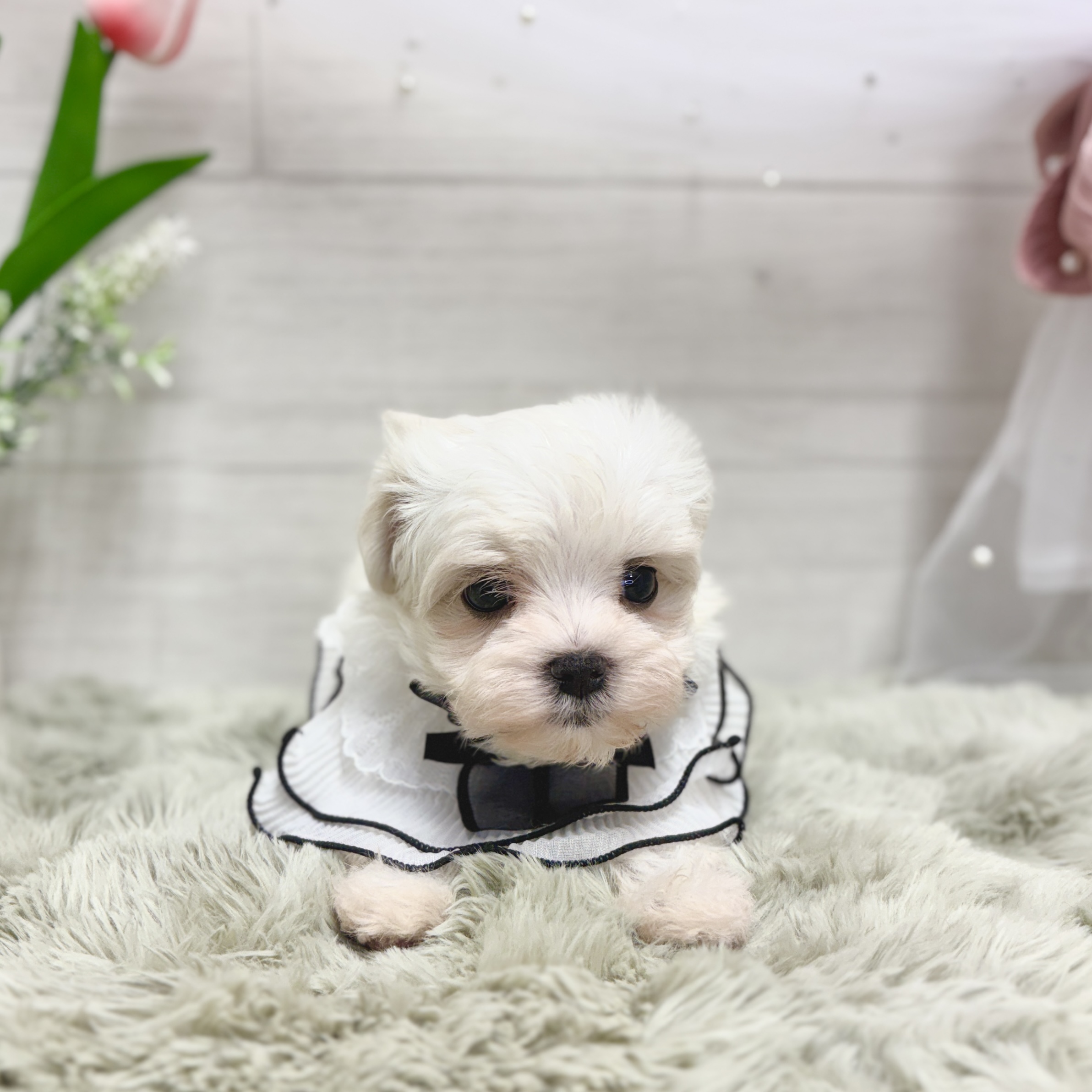 神奈川県のマルチーズ (犬の家＆猫の里相模原店/2026年3月29日生まれ/女の子/ホワイト)の子犬の4枚目の画像