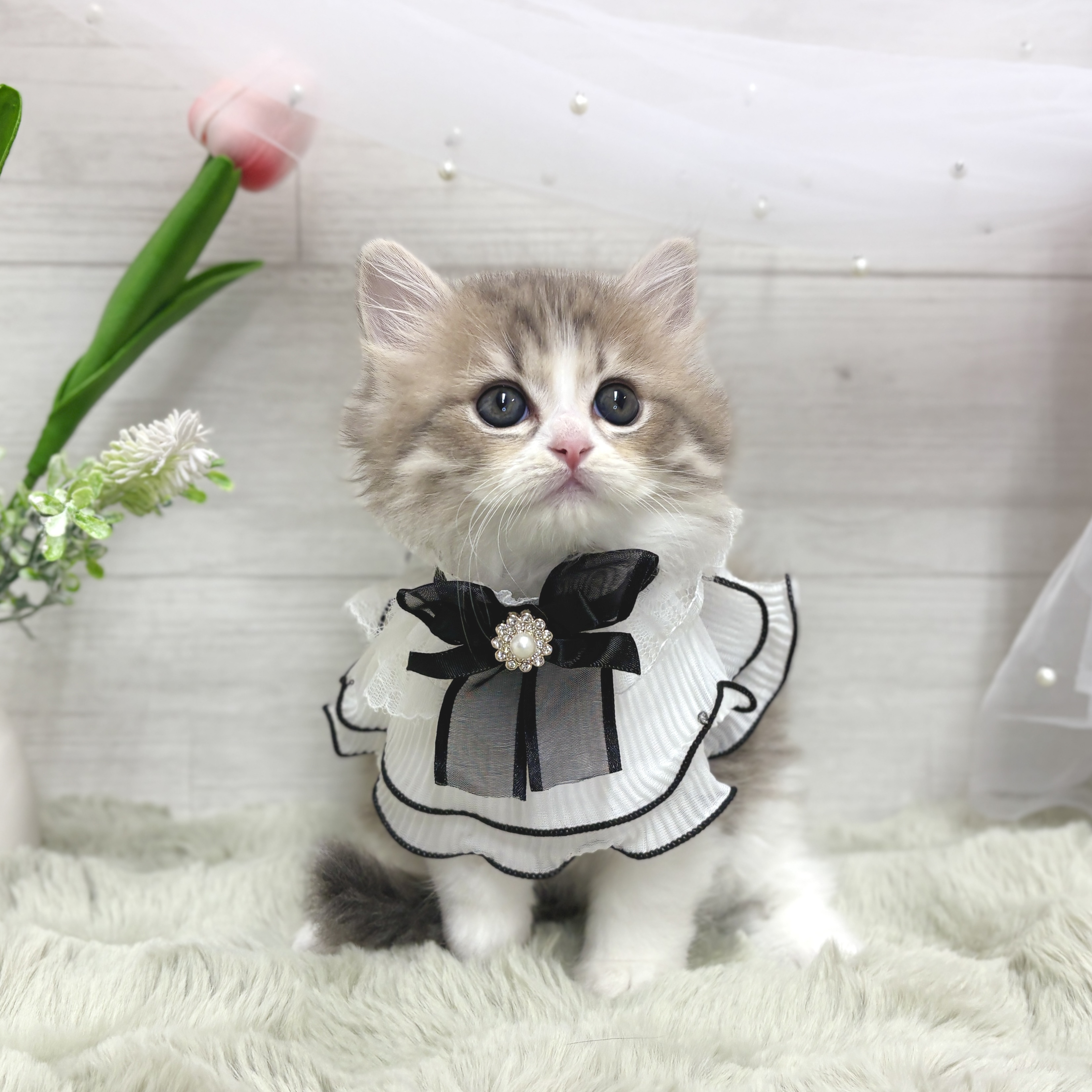 神奈川県のマンチカン (犬の家＆猫の里相模原店/2026年3月31日生まれ/男の子/ブルータビーホワイト)の子猫の4枚目の画像