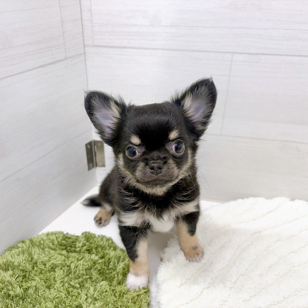 石川県のチワワ(ロング) (犬の家＆猫の里アミーゴ金沢おこばた店/2026年3月31日生まれ/男の子/ブラックタンホワイト)の子犬の4枚目の画像