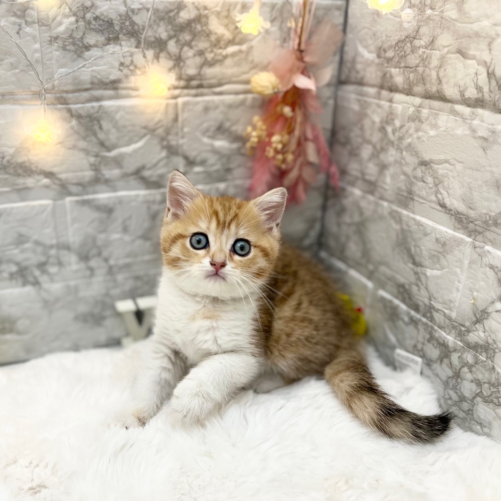 静岡県のブリティッシュショートヘアー (犬の家＆猫の里MEGAドン・キホーテ袋井店/2026年3月31日生まれ/男の子/ゴールデンタビー＆ホワイト)の子猫の4枚目の画像