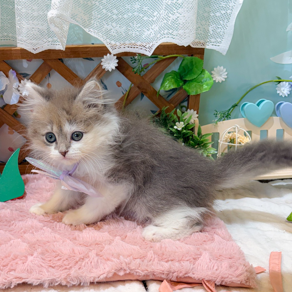 静岡県のマンチカン (犬の家＆猫の里富士店/2026年3月31日生まれ/男の子/ブルータビーホワイト)の子猫の4枚目の画像