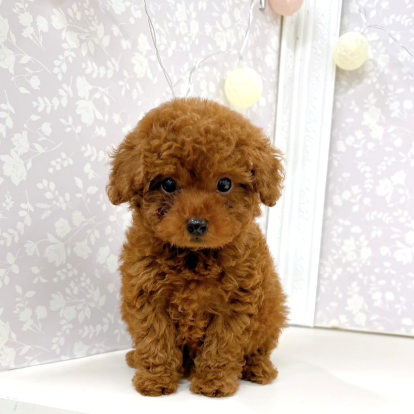 富山県のトイプードル(トイ) (犬の家＆猫の里アミーゴ高岡蓮花寺店/2026年3月30日生まれ/女の子/レッド)の子犬の4枚目の画像