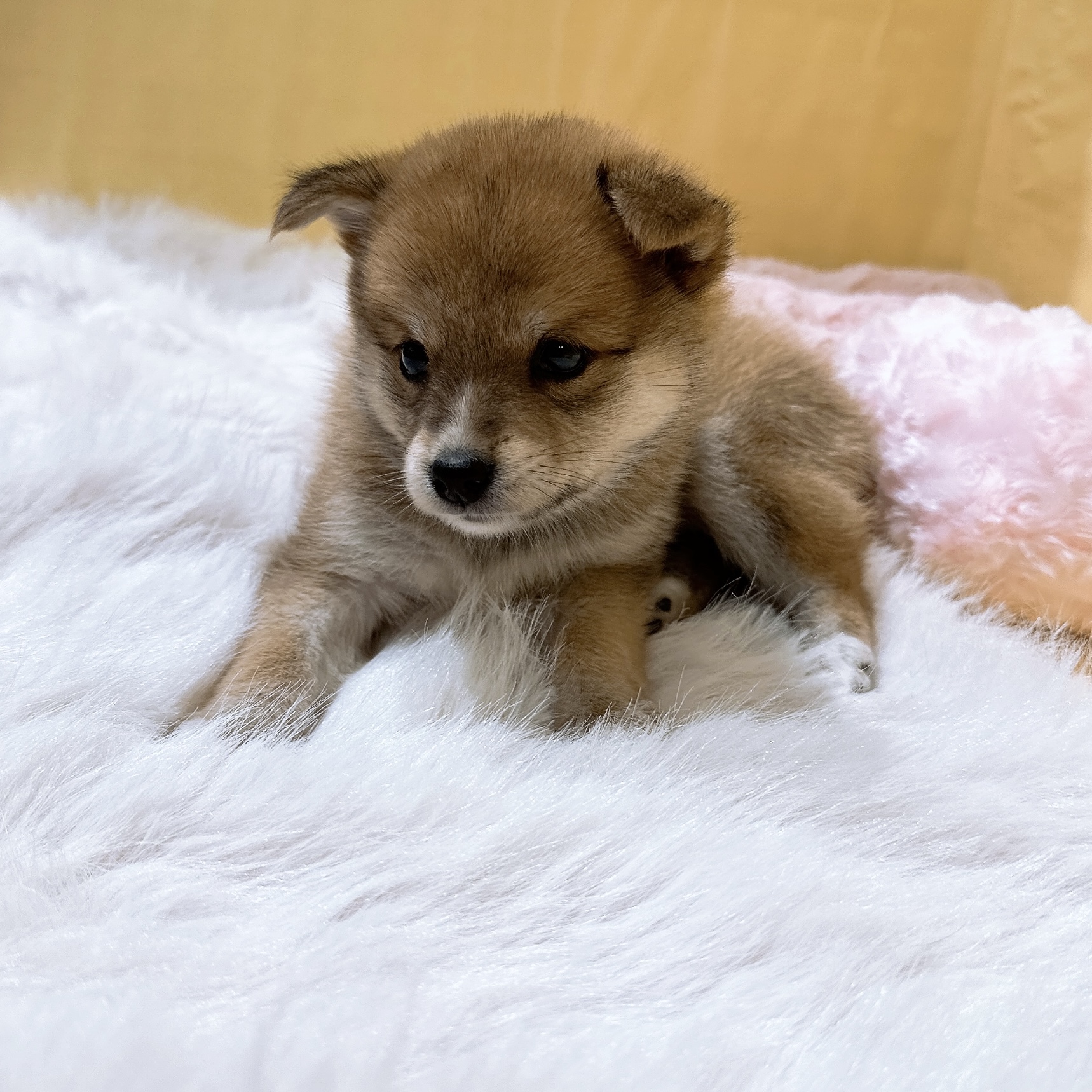 神奈川県のポメ柴/豆ポメ/ポメ豆柴(ポメラニアン×柴犬) (犬の家＆猫の里元住吉ブレーメン通り店/2026年3月29日生まれ/女の子/赤)の子犬の4枚目の画像