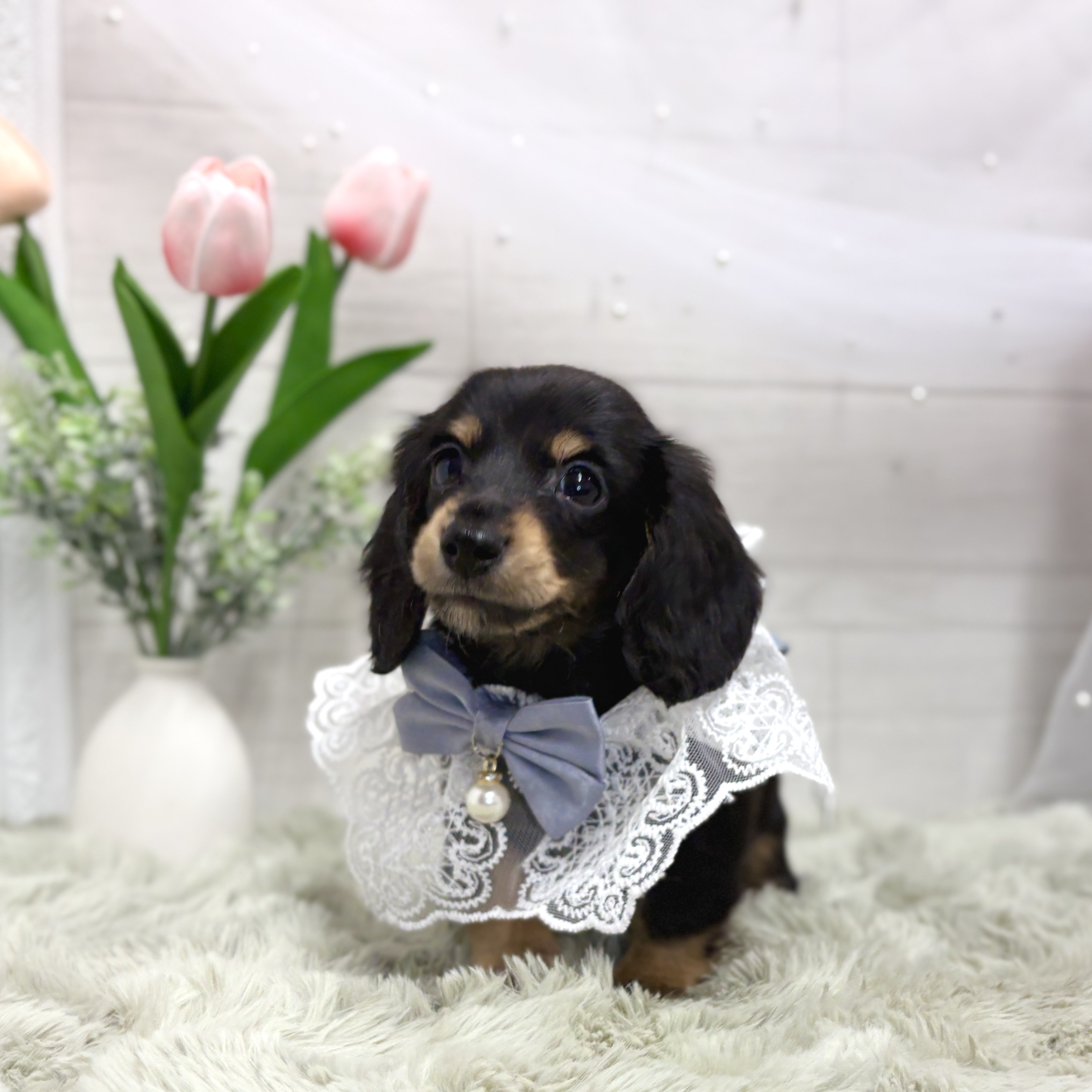 神奈川県のミニチュアダックスフンド(ロング) (犬の家＆猫の里相模原店/2026年3月28日生まれ/男の子/ブラックタン)の子犬の1枚目の画像