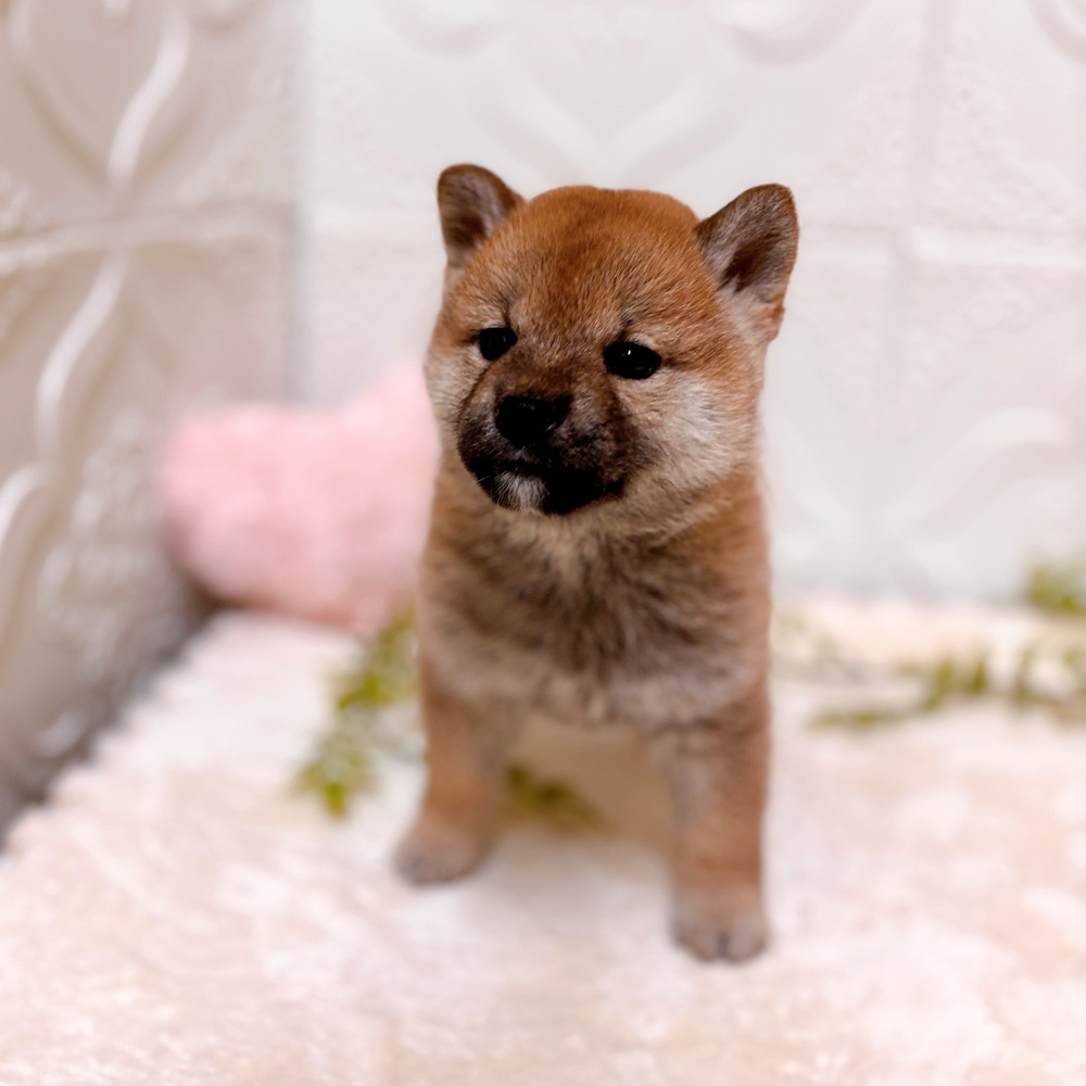 愛知県の柴犬(標準サイズ) (犬の家＆猫の里岡崎店/2026年3月28日生まれ/女の子/赤)の子犬の4枚目の画像