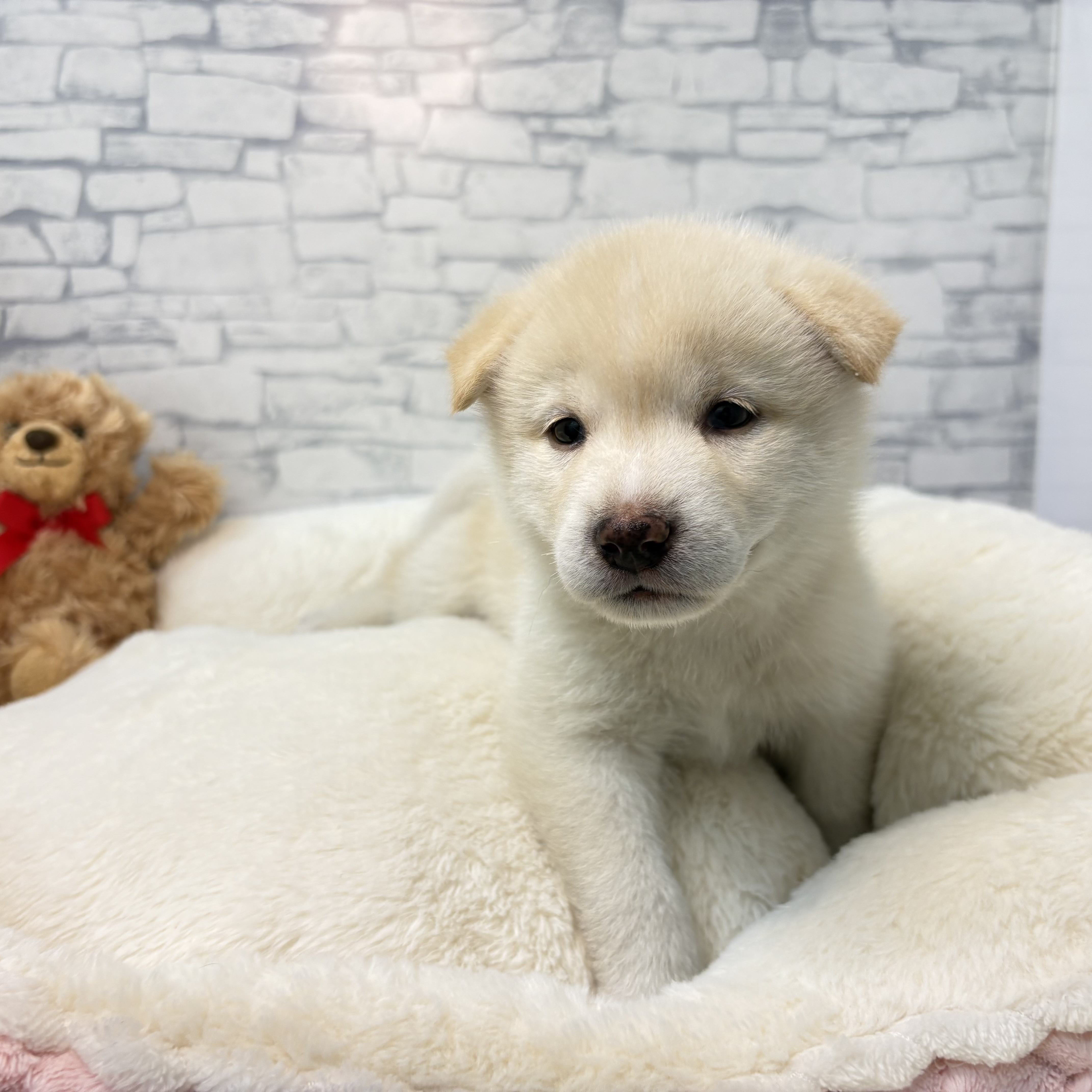長野県の柴犬(標準サイズ) (犬の家＆猫の里長野店/2026年3月30日生まれ/男の子/白)の子犬の4枚目の画像