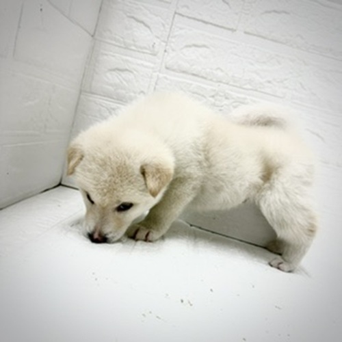 愛知県の柴犬(標準サイズ) (犬の家＆猫の里豊川インター店/2026年3月30日生まれ/男の子/白)の子犬の4枚目の画像