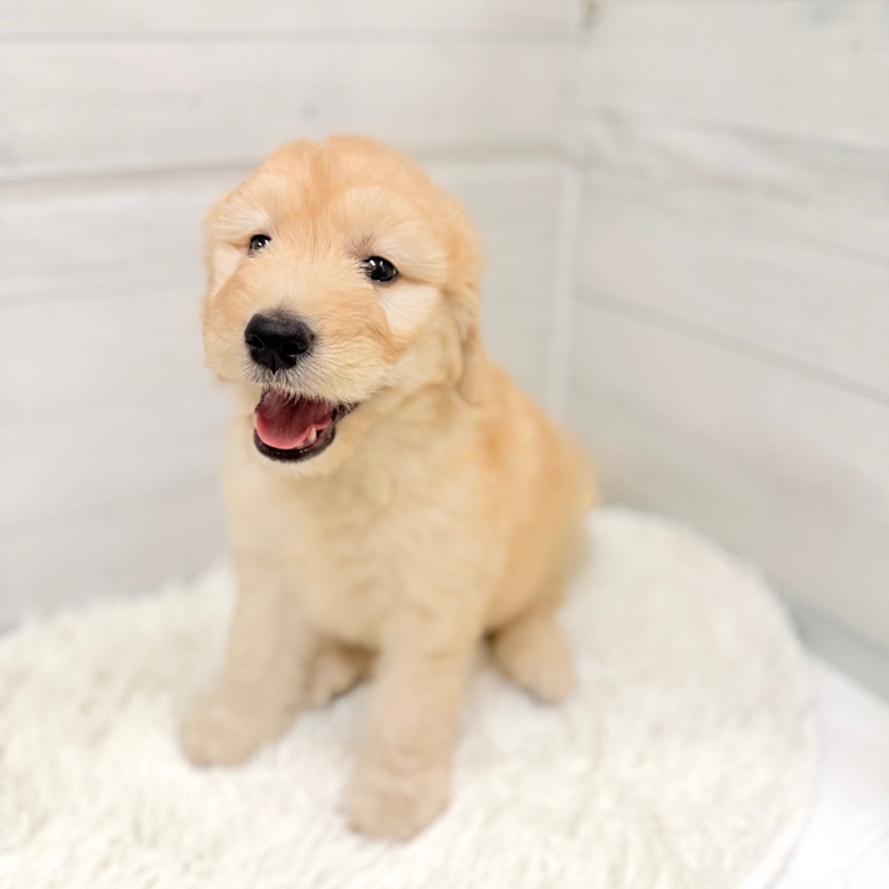 愛知県のゴールデンドゥードゥル(ゴールデン×プードル) (犬の家＆猫の里豊田店/2026年3月28日生まれ/女の子/クリーム)の子犬の4枚目の画像