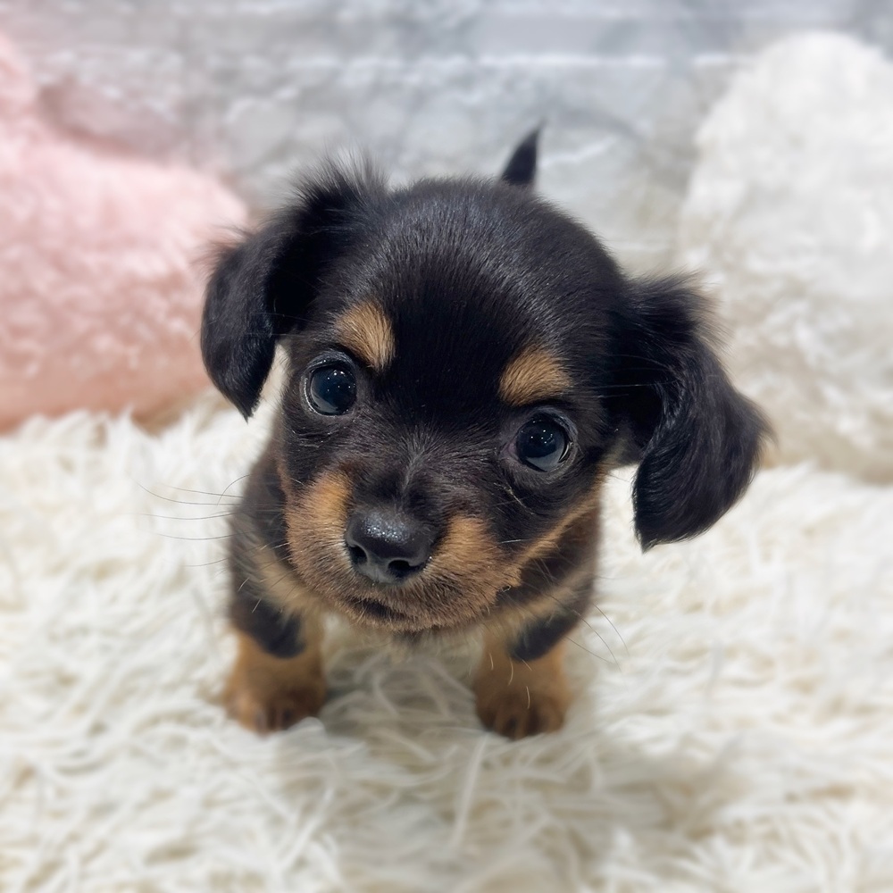 愛知県のチワックス(チワワ×ダックス) (犬の家＆猫の里MiO香久山店/2026年3月30日生まれ/男の子/ブラックタンホワイト)の子犬の4枚目の画像