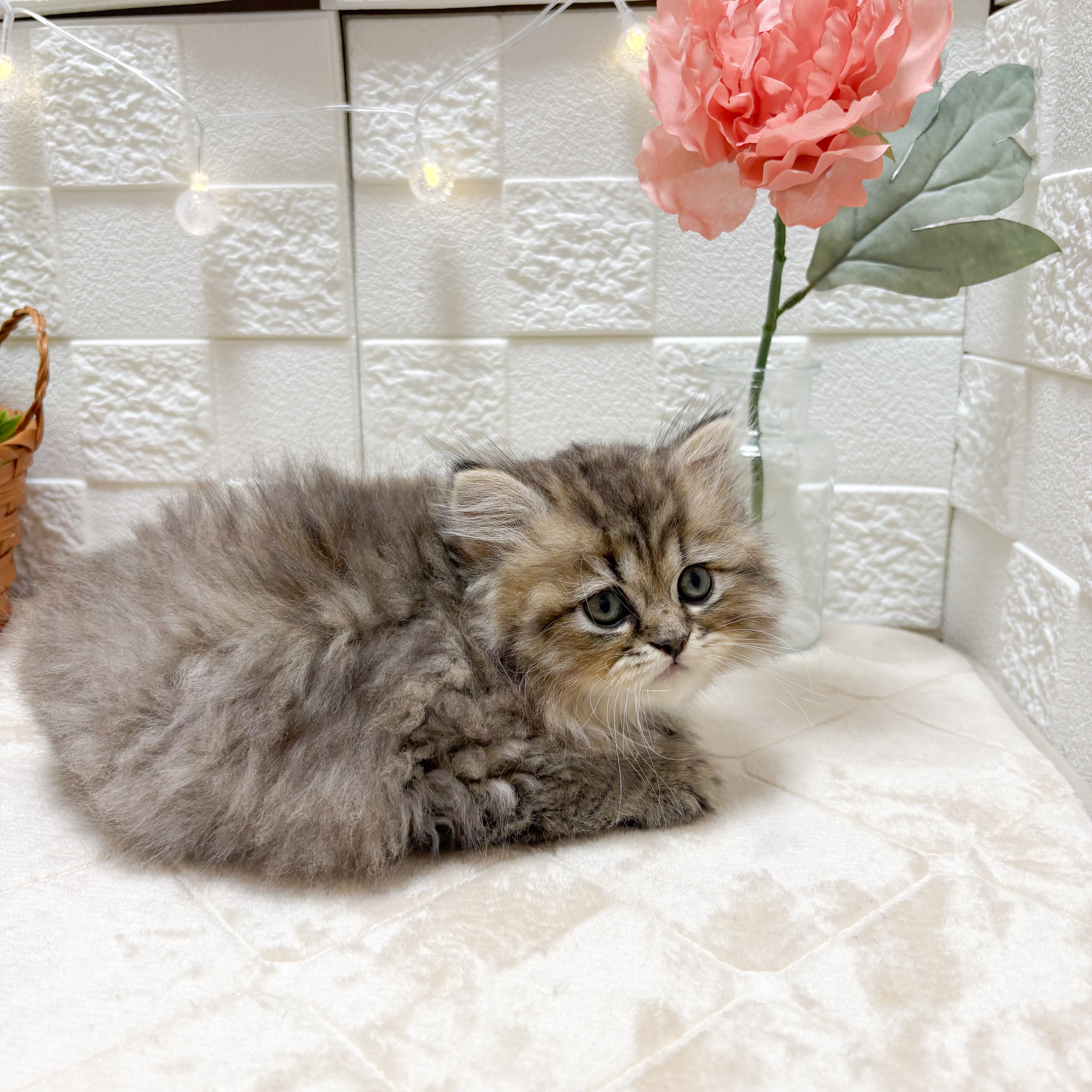 東京都のペルシャ (犬の家＆猫の里ペットフォレスト小平店/2026年3月27日生まれ/男の子/チンチラゴールデン)の子猫の4枚目の画像