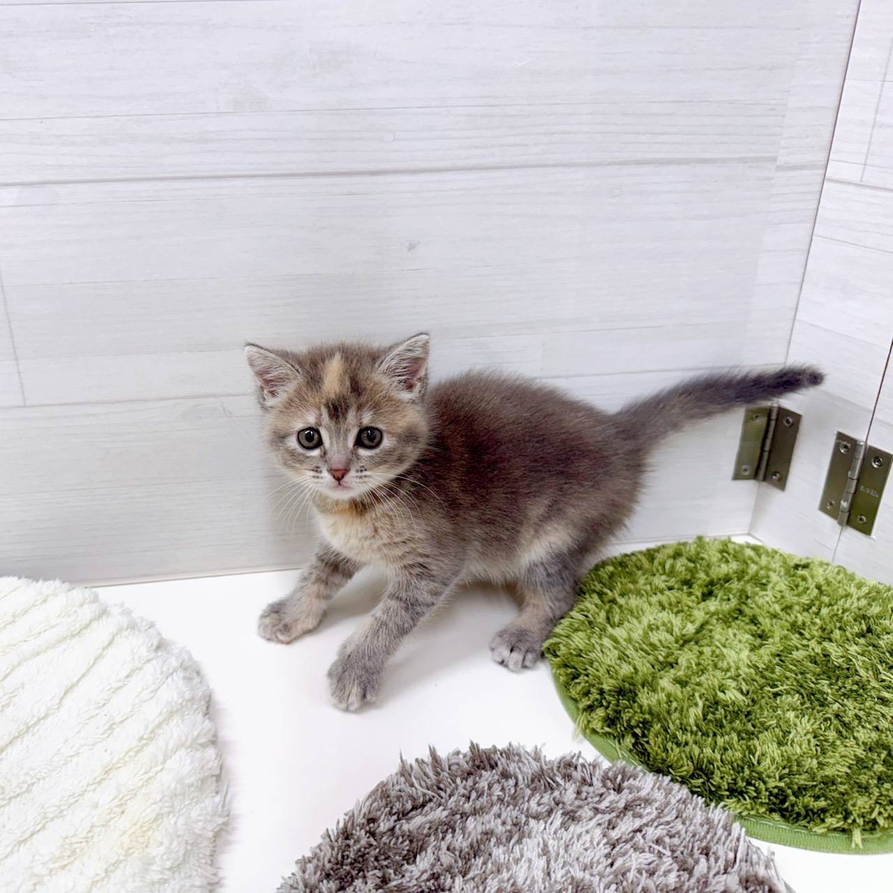 石川県のマンチカン (犬の家＆猫の里アミーゴ金沢おこばた店/2026年3月31日生まれ/女の子/ブルーパッチドタビー)の子猫の4枚目の画像