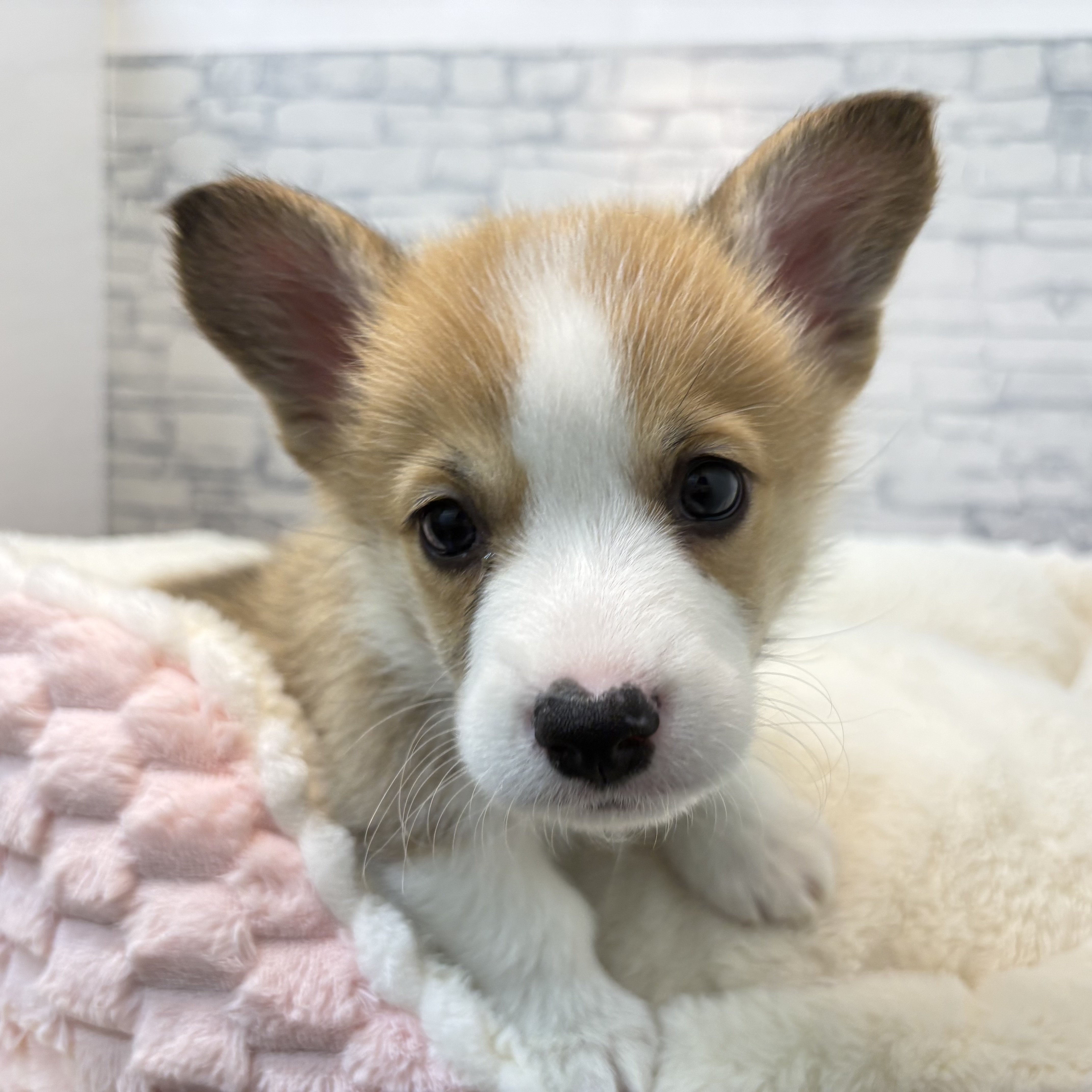 長野県のウェルシュコーギーペンブローク (犬の家＆猫の里長野店/2026年3月28日生まれ/男の子/セーブルホワイト)の子犬の4枚目の画像