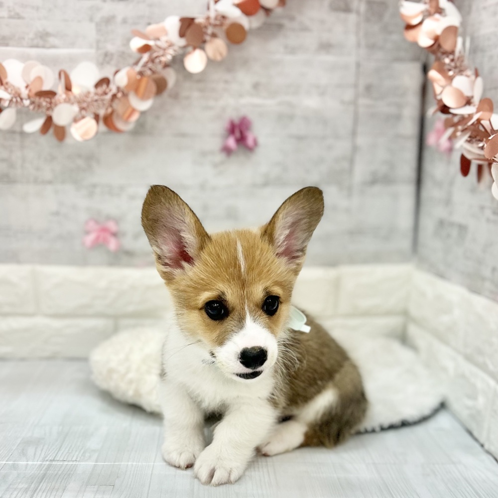 静岡県のウェルシュコーギーペンブローク (犬の家＆猫の里プレ葉ウォーク浜北店/2026年3月28日生まれ/男の子/セーブルホワイト)の子犬の4枚目の画像