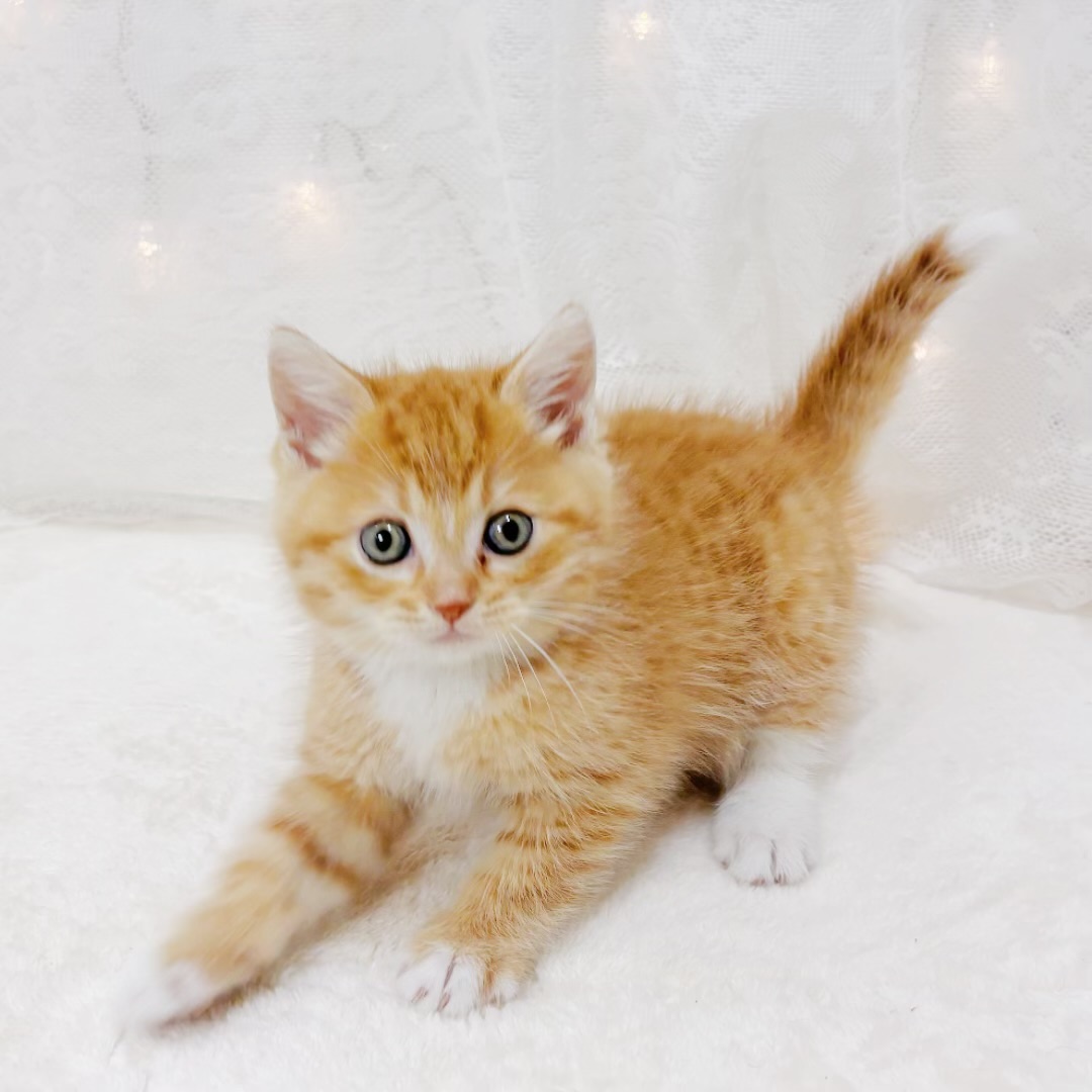千葉県のスコティッシュフォールド (犬の家＆猫の里BIGHOPガーデンモール印西店/2026年3月29日生まれ/女の子/レッドタビーホワイト)の子猫の4枚目の画像